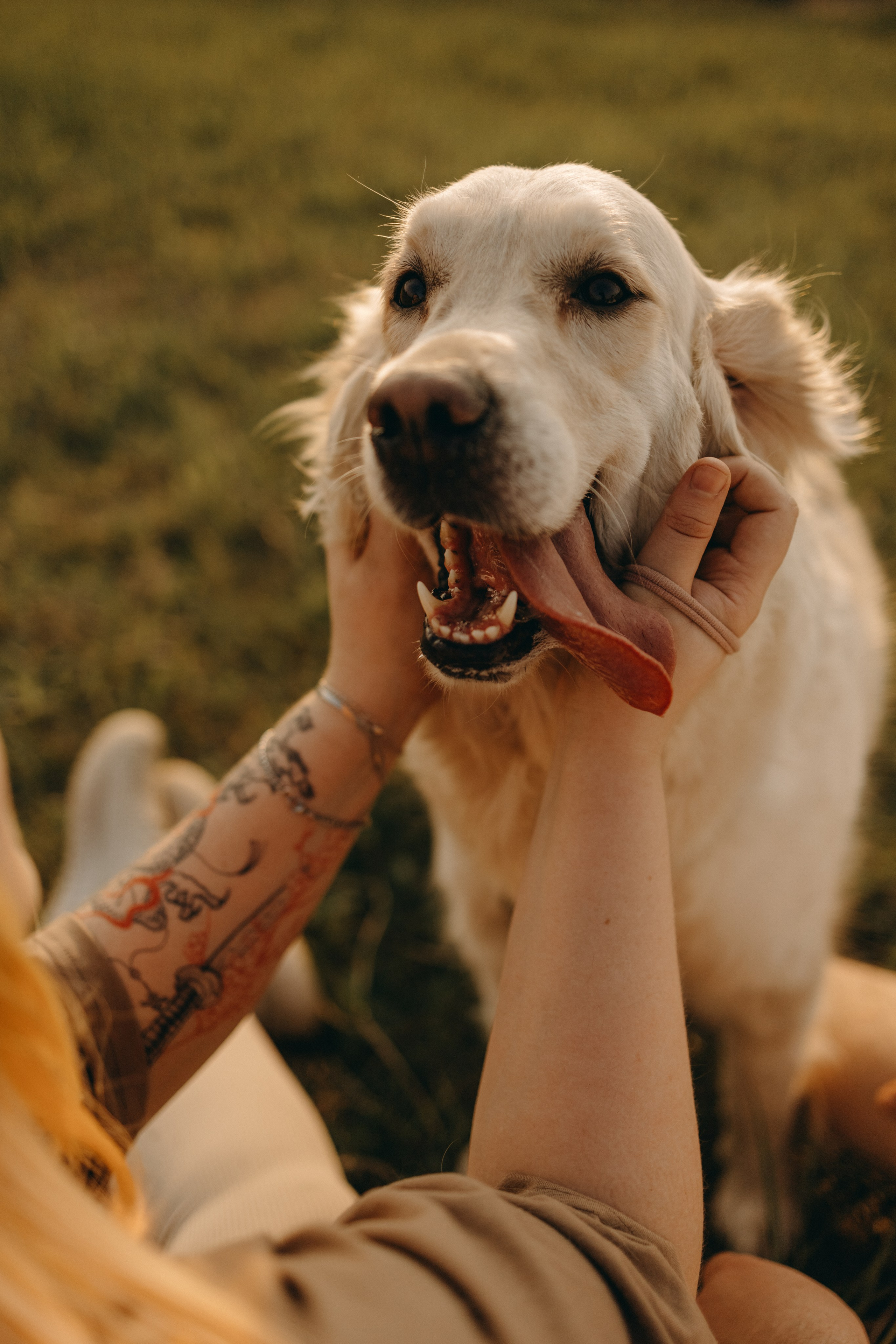 Милка и ребята. Фотограф — Анималист | Санкт-Петербург