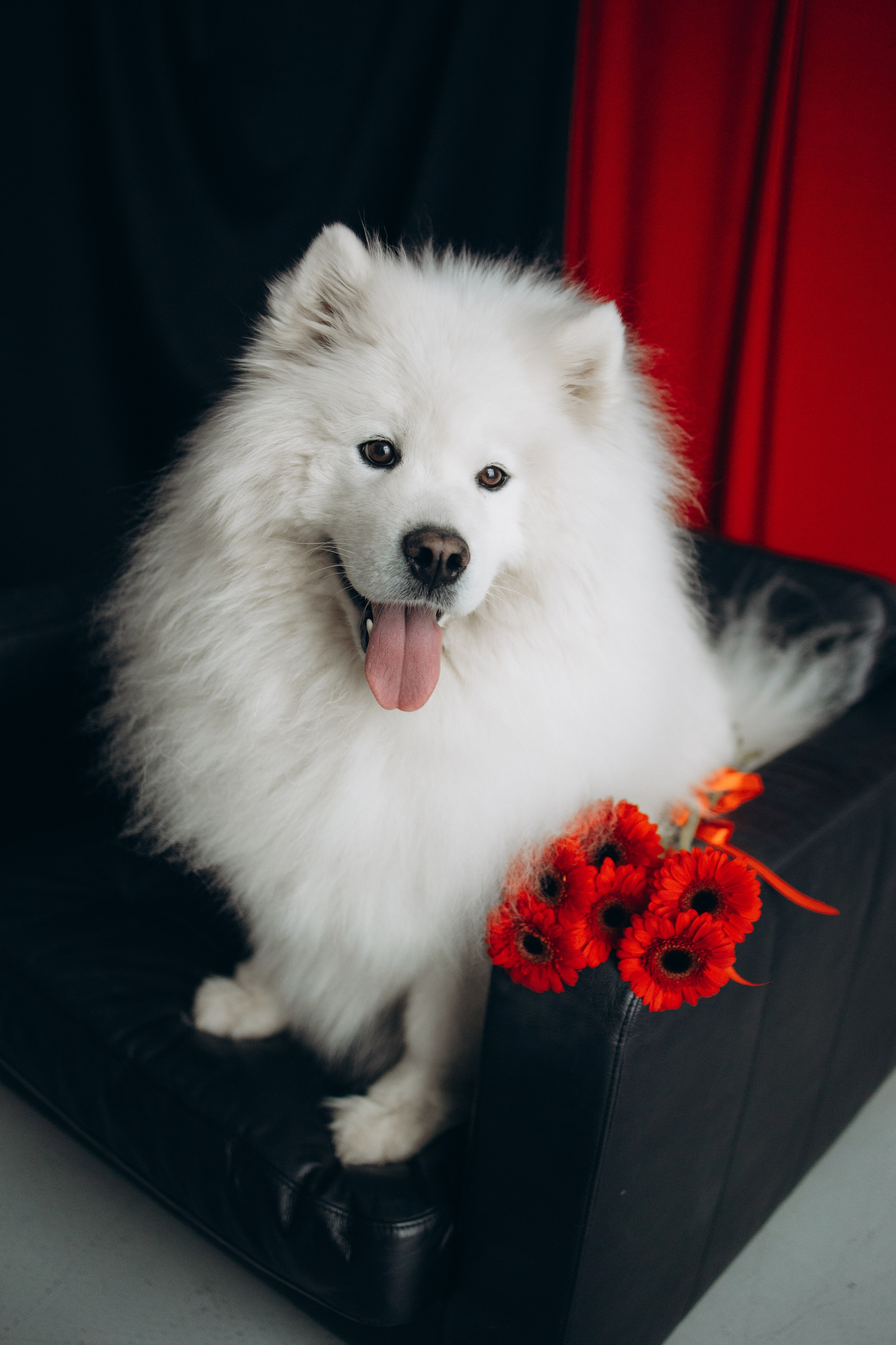 Настя и Кристофер. Фотограф — Анималист | Санкт-Петербург