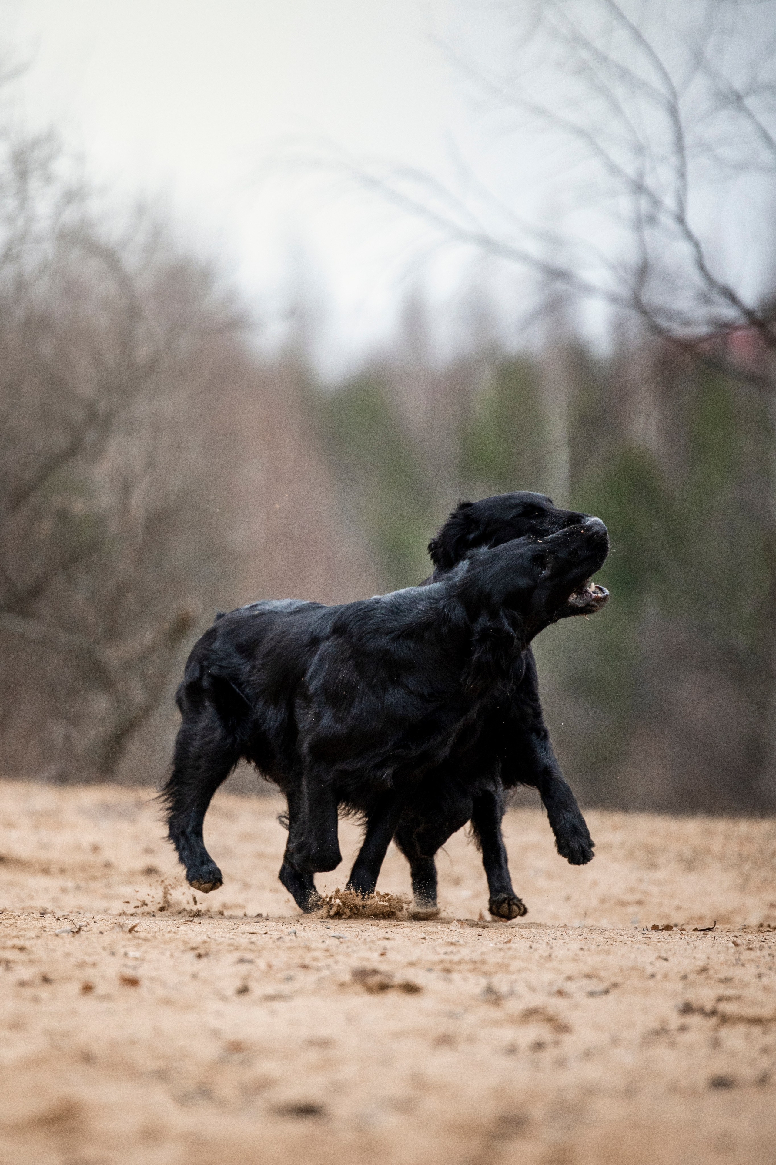 Ора, Ева, Рози и их семья. Фотограф — Анималист | Санкт-Петербург