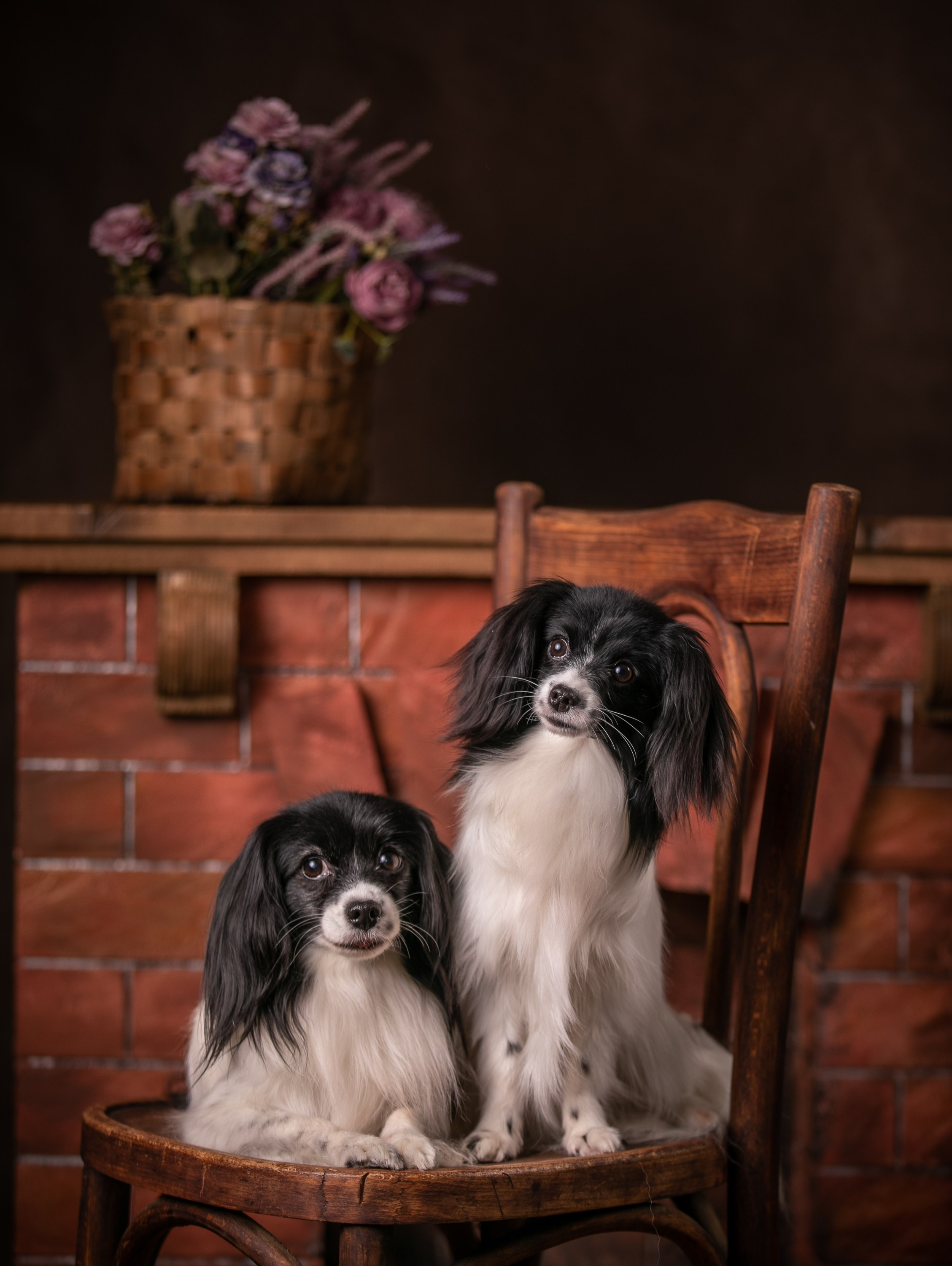 Анималистика. Профессиональный фотограф Чехарина Анна / pro photographer Chekharina