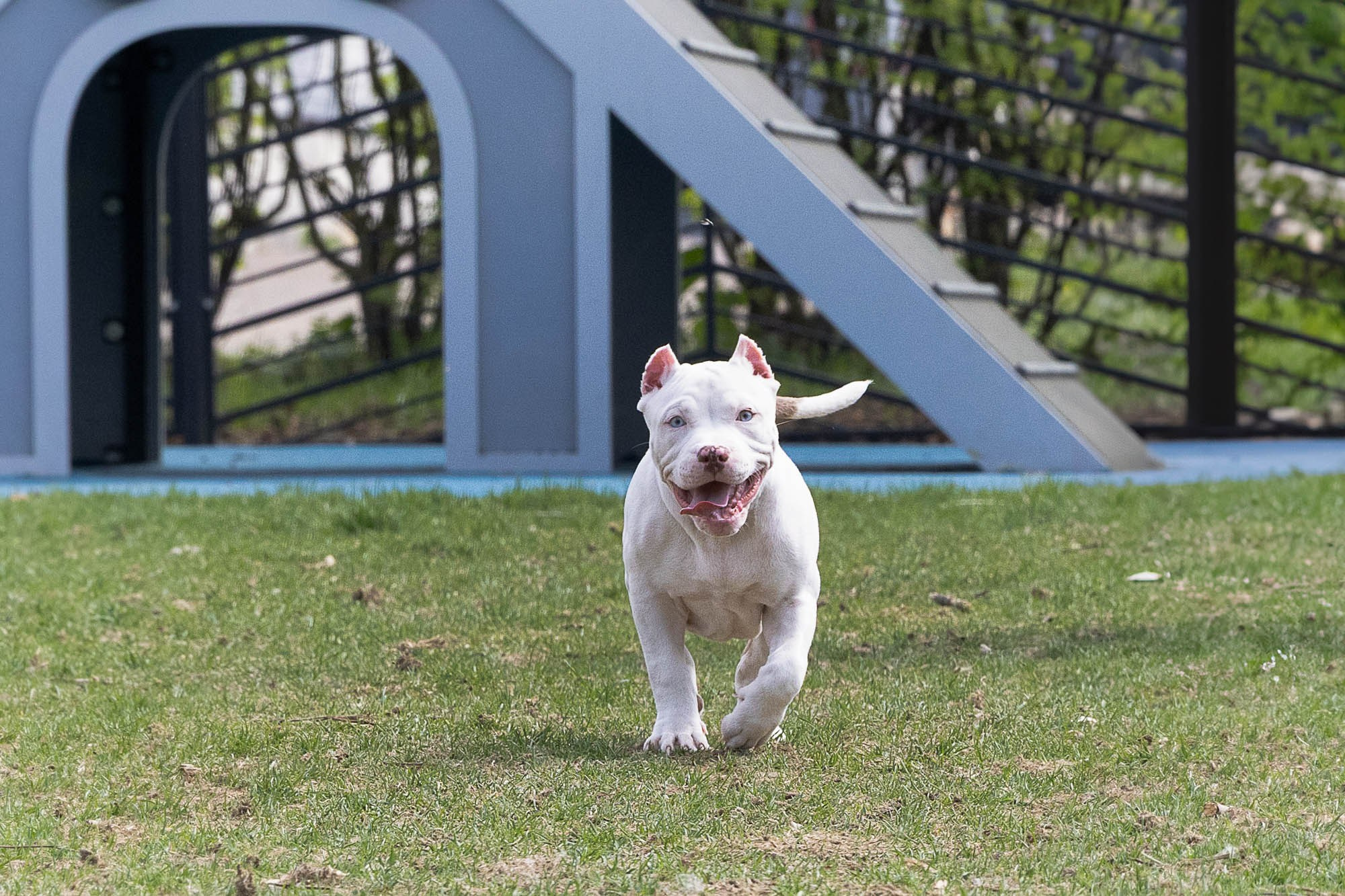 Виктория Михайловская. Фотограф-анималист. Москва