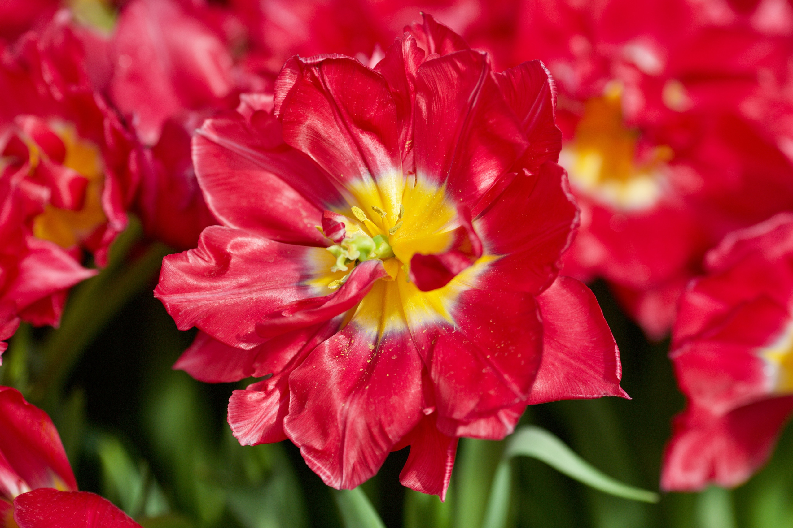 Чудесная природа. Школьные выпускные альбомы в Москве Марина Николаева