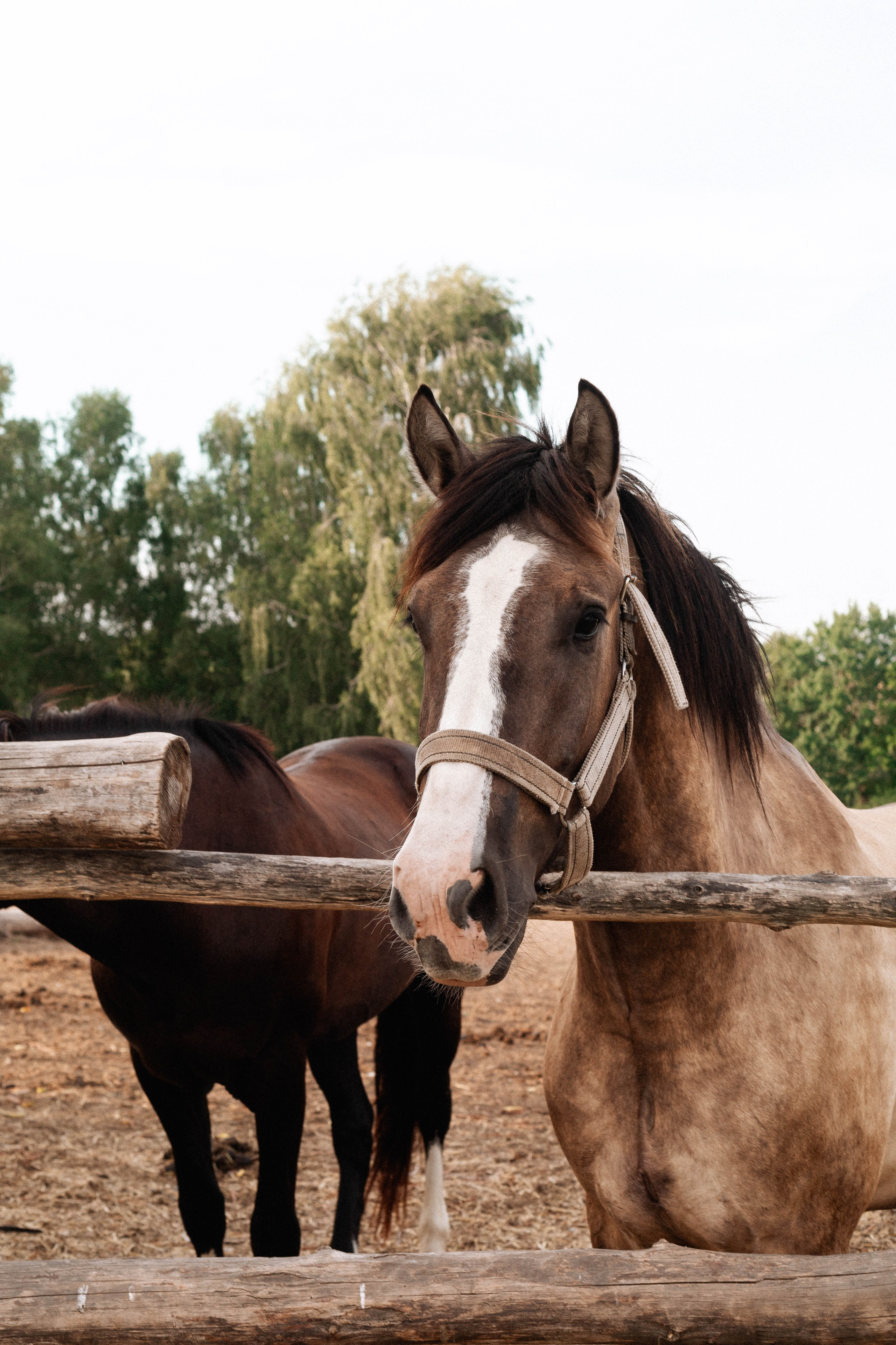 Годик Нине. Свадебный и портретный фотограф Соломко Диана