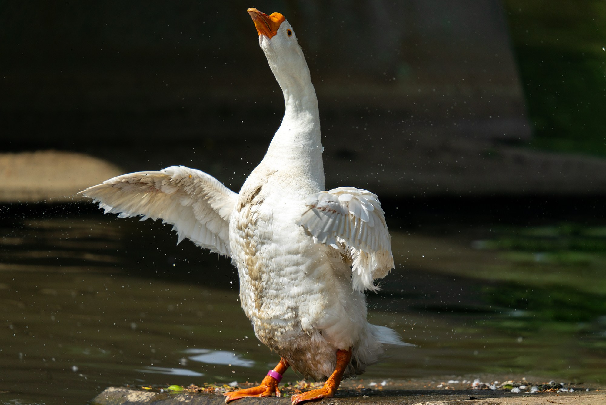 Удивительные мир птиц. Вокруг нас столько прекрасного — присмотритесь!. Ваш личный фотограф Марина Волкова