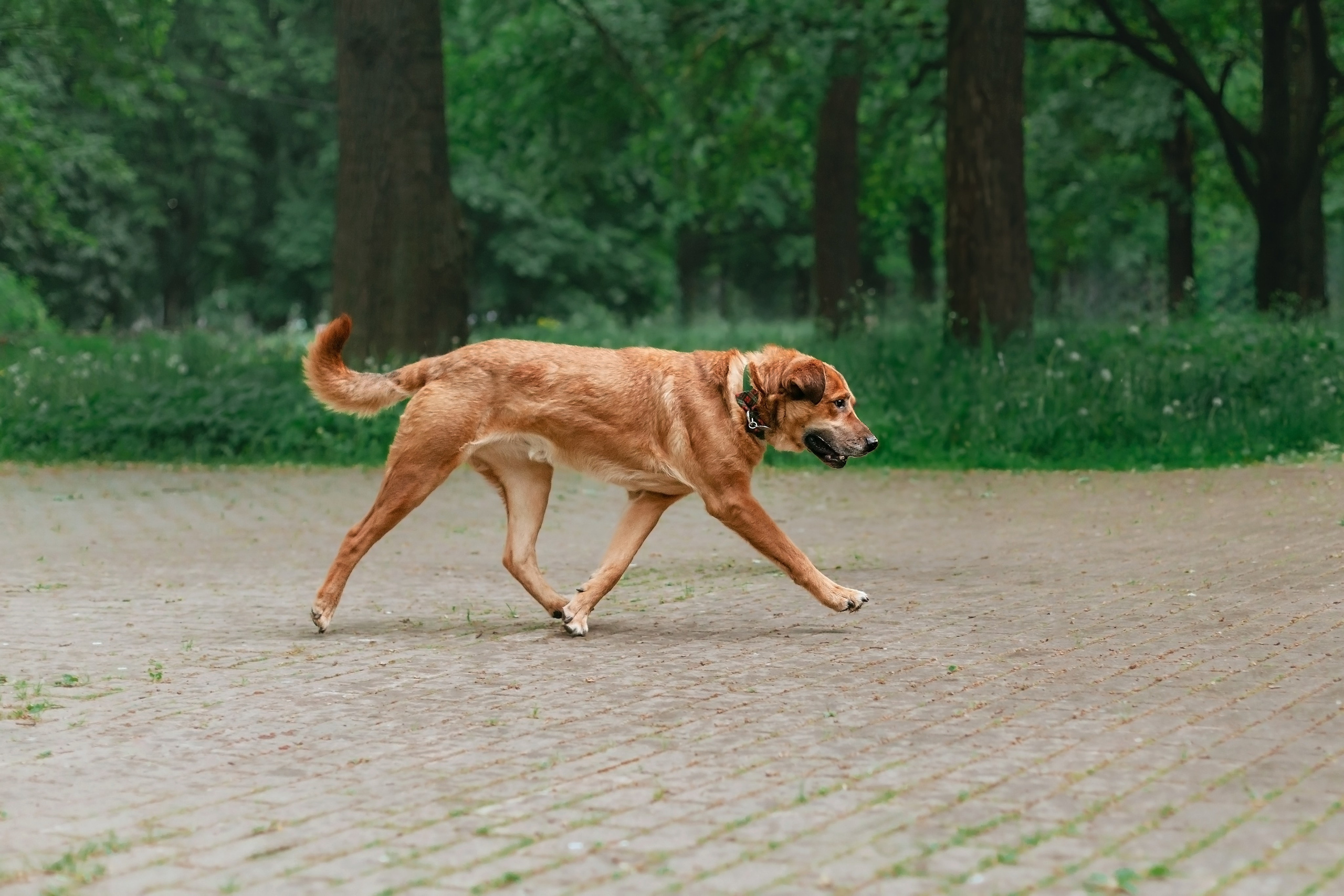 Собаки из приюта Дубовая роща лето 2025. Фотограф-анималист Татьяна Степанова