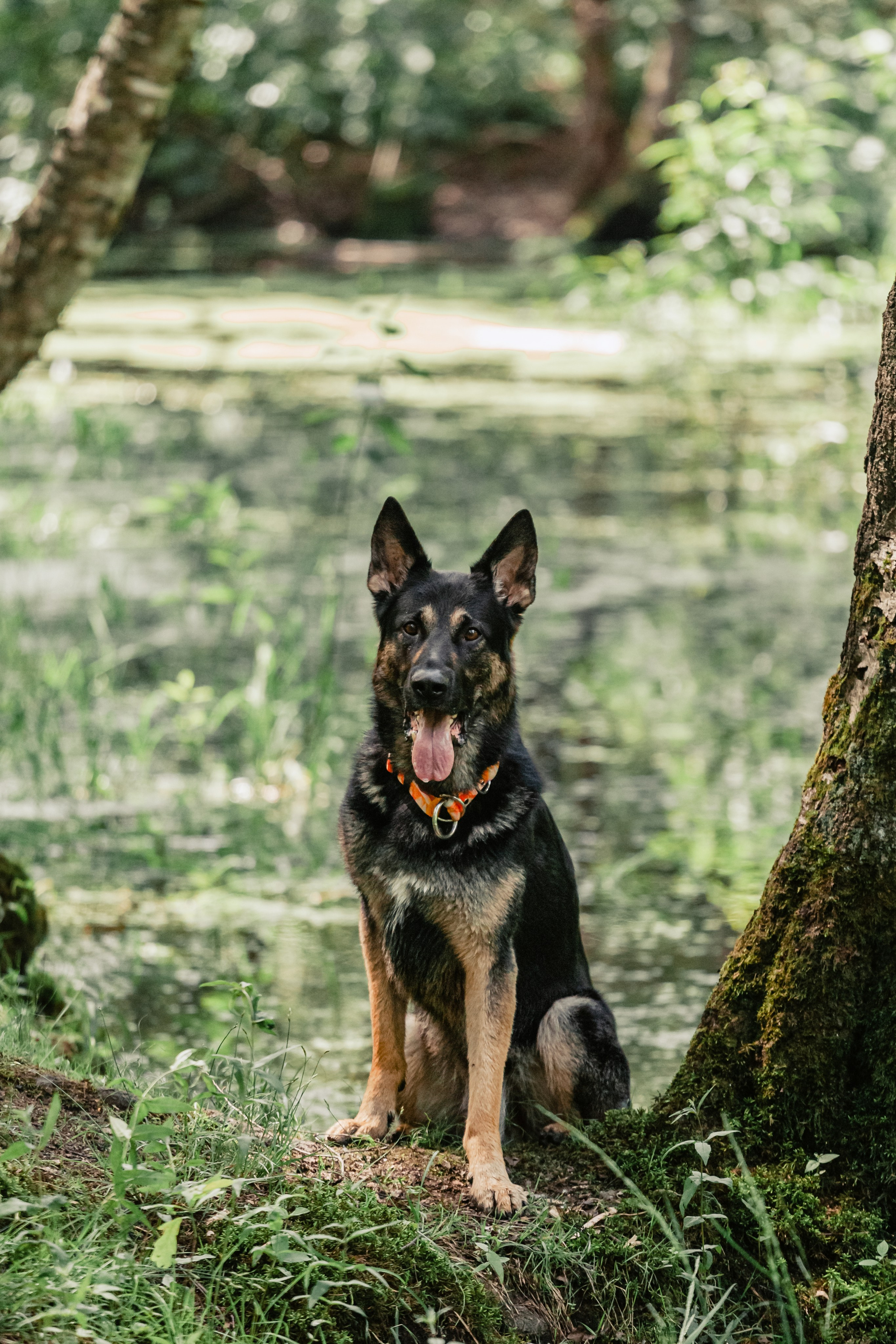 Лесная летняя фотопрогулка. Фотограф-анималист Татьяна Степанова