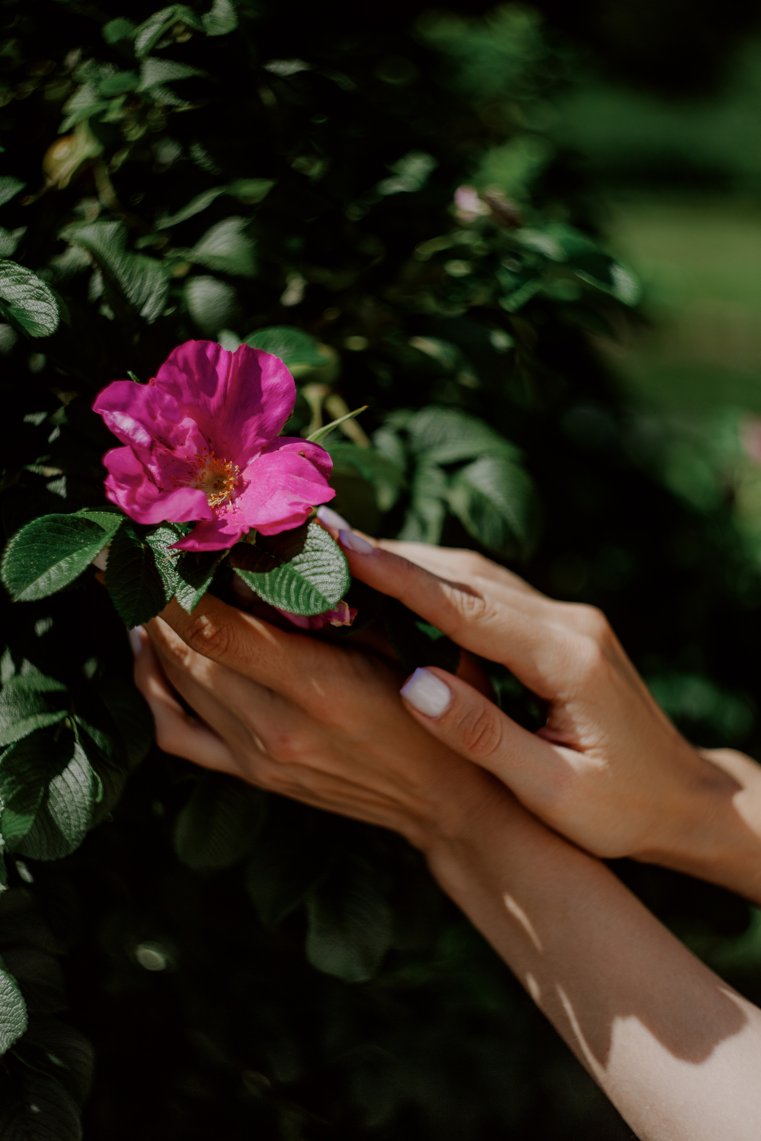 Polska garden. Фотограф в Санкт-Петербурге Вера Сивенкова
