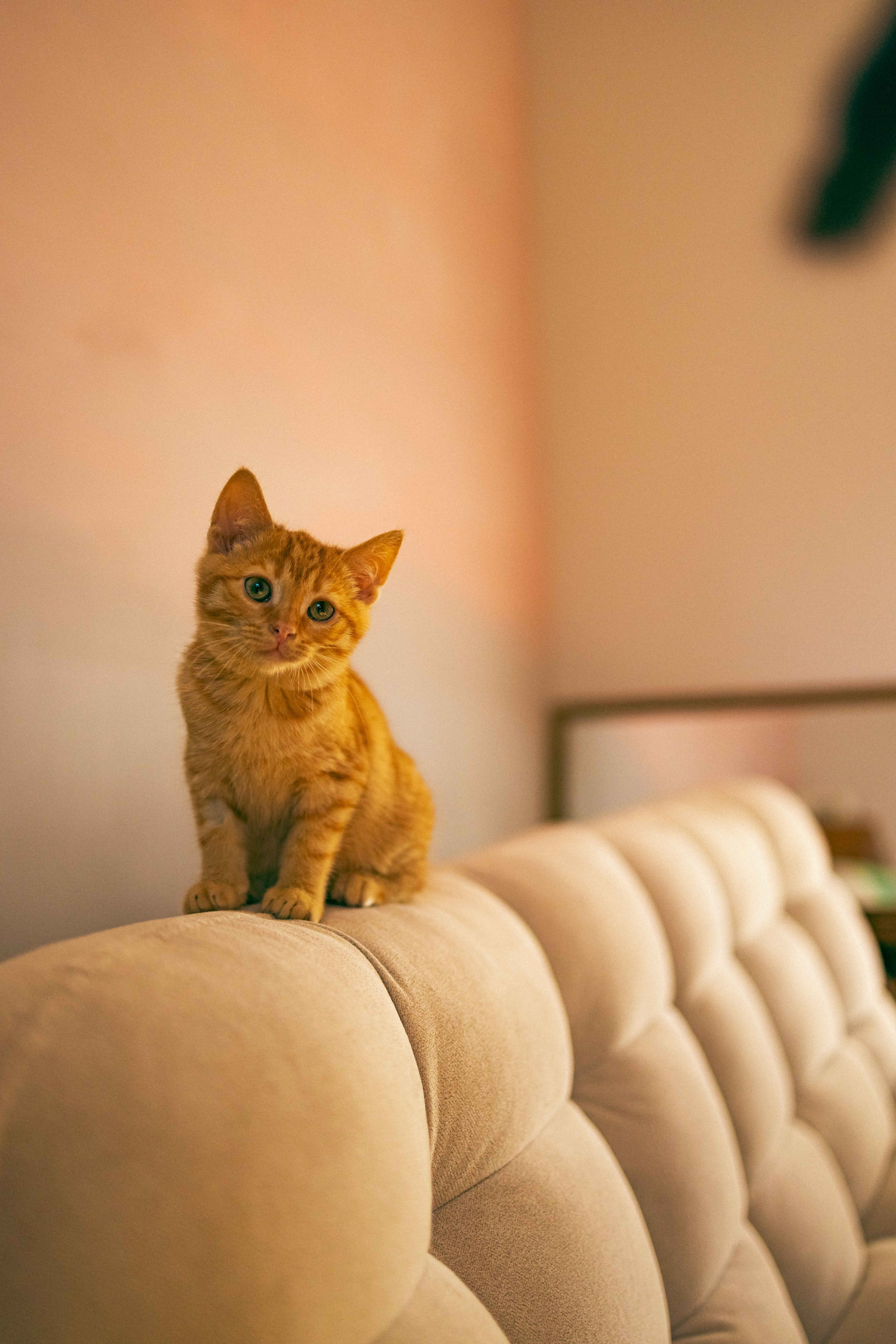 Кускус. Фотограф-анималист в Москве Лера Черноног