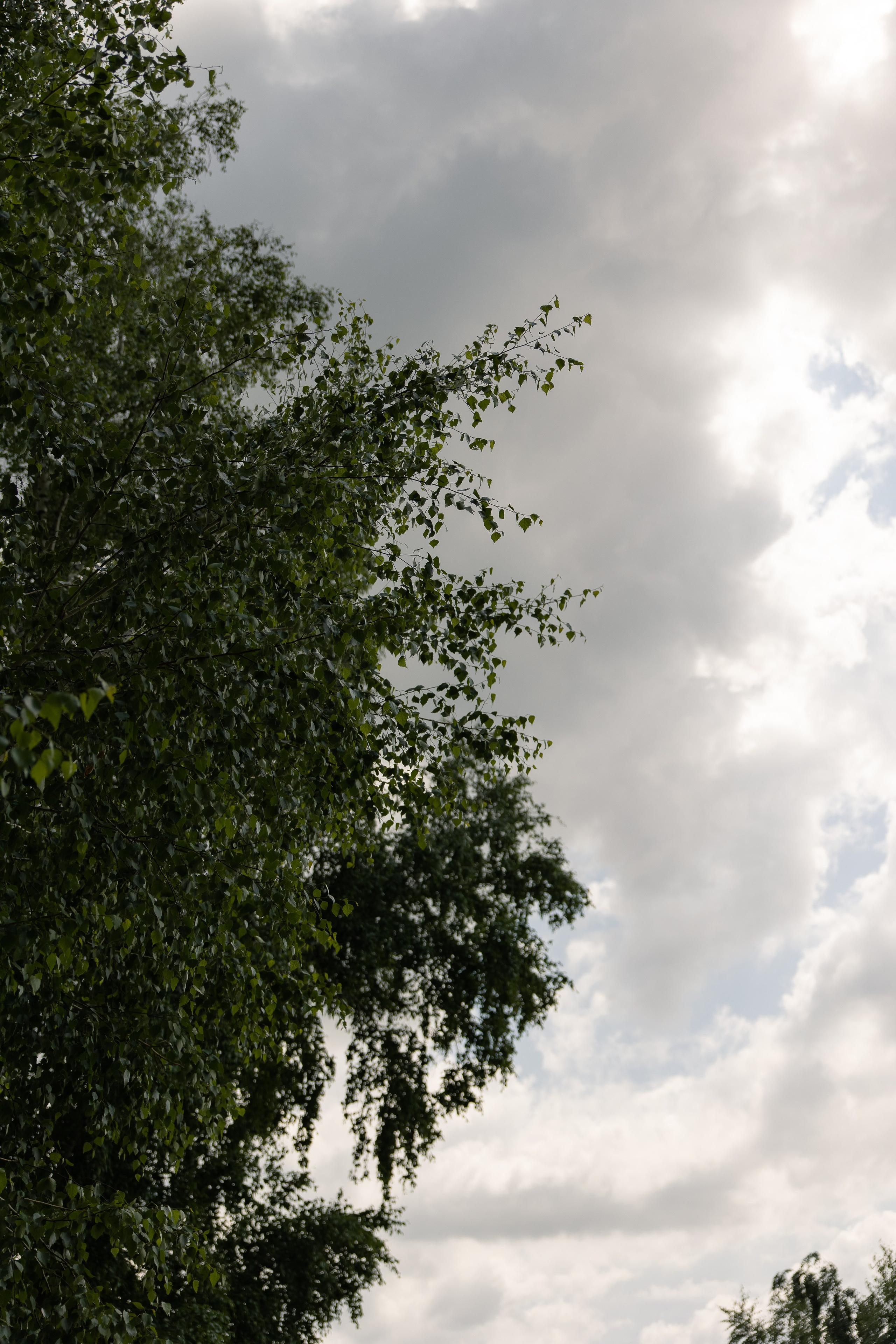 Даниил и Светлана. Свадебный и семейный фотограф в Новосибирске Наталья Зорина