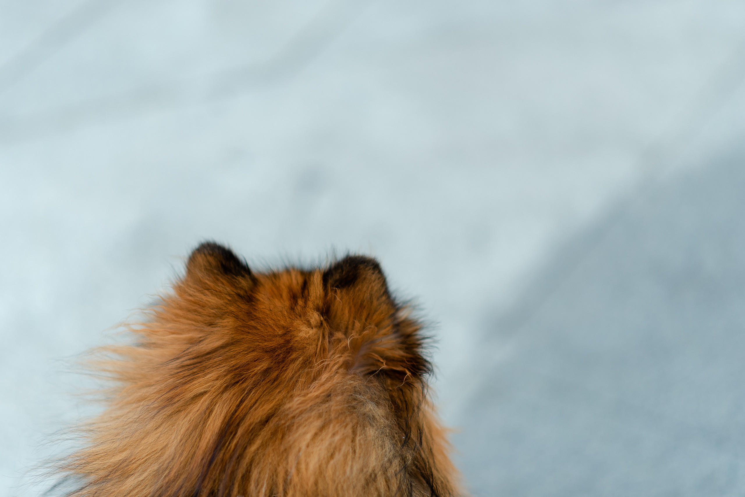 Патриаршие пруды, фотосессия со шпицем Гарри. Semerlina.ru