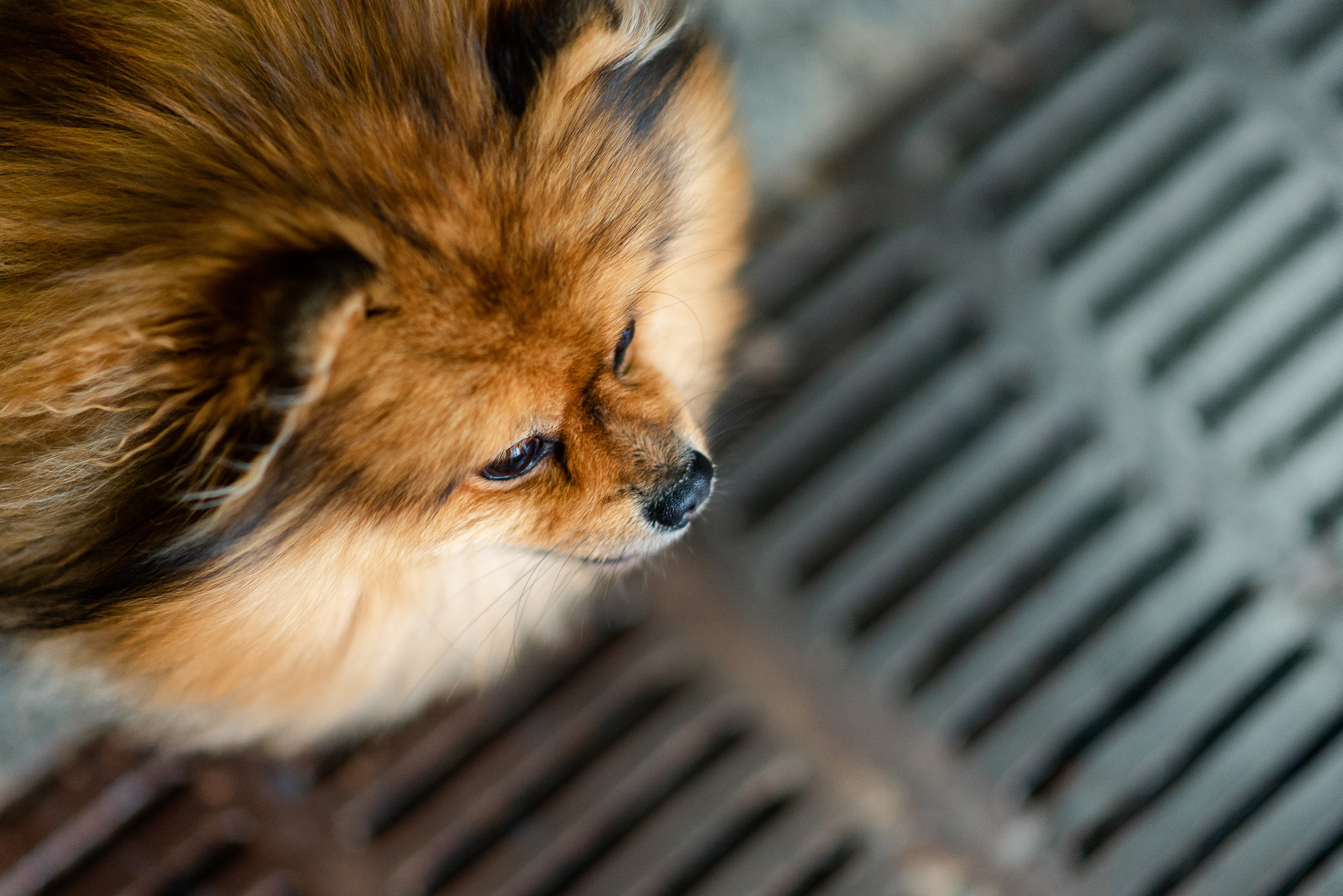 Патриаршие пруды, фотосессия со шпицем Гарри. Semerlina.ru