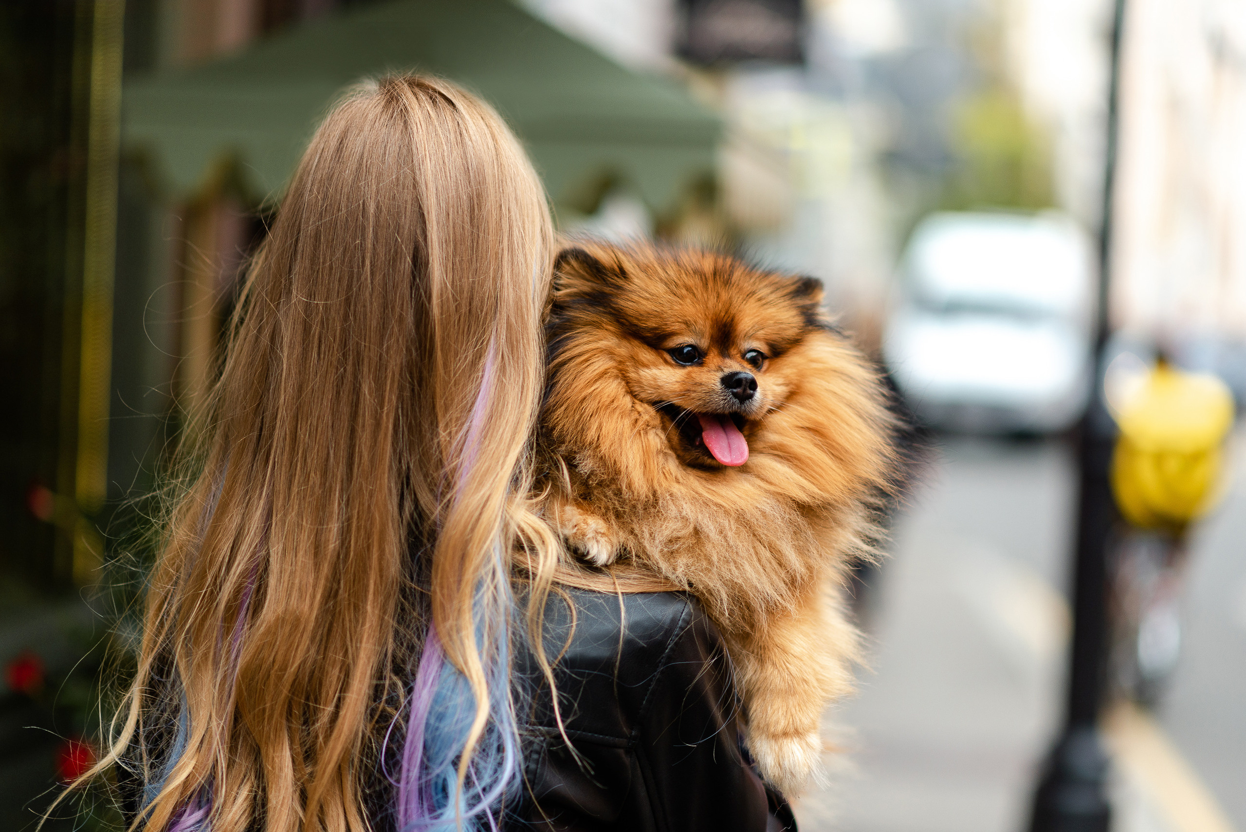 Патриаршие пруды, фотосессия со шпицем Гарри. Semerlina.ru