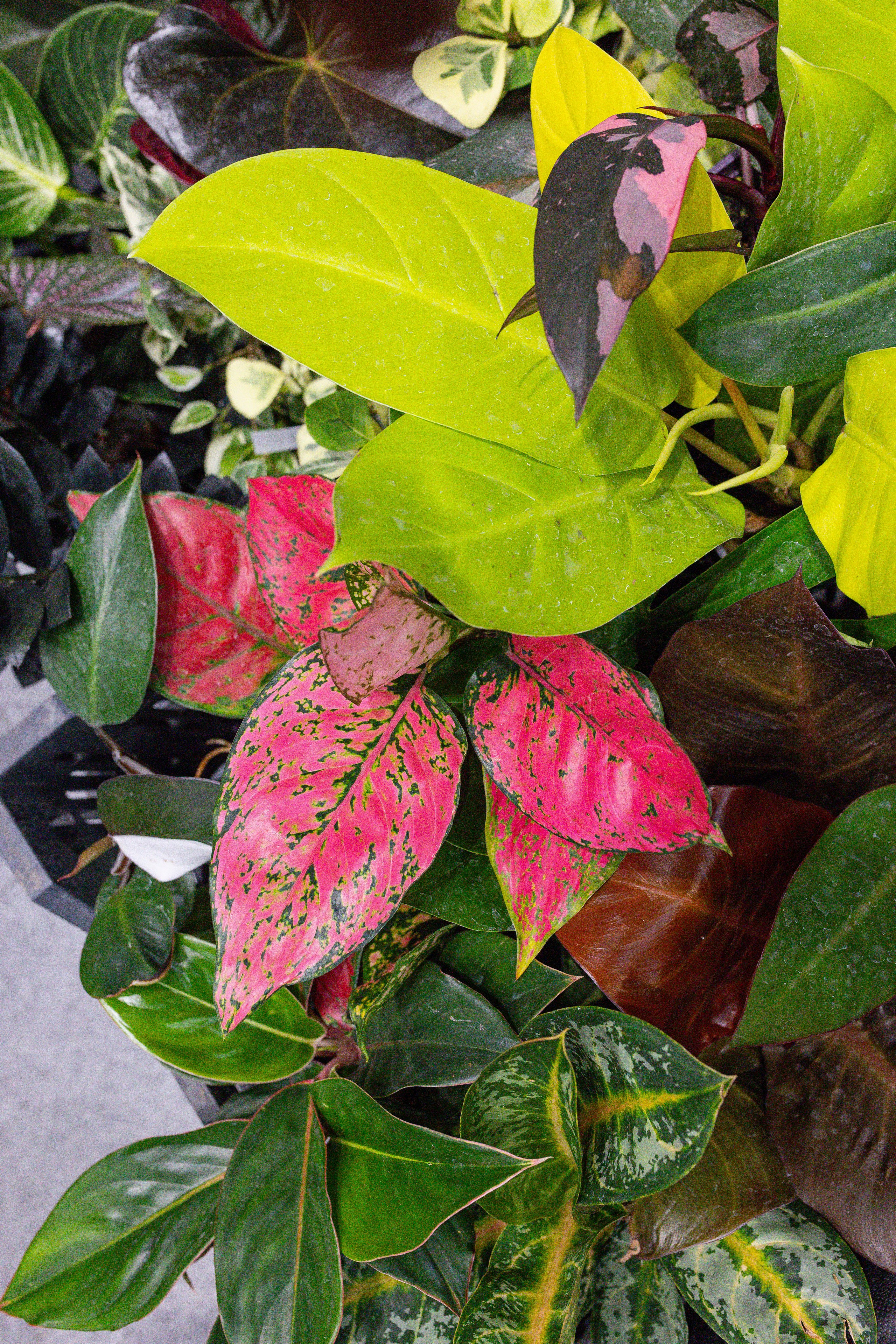 Монстериум 11–12 октября. Александра Куликова фотограф, Москва