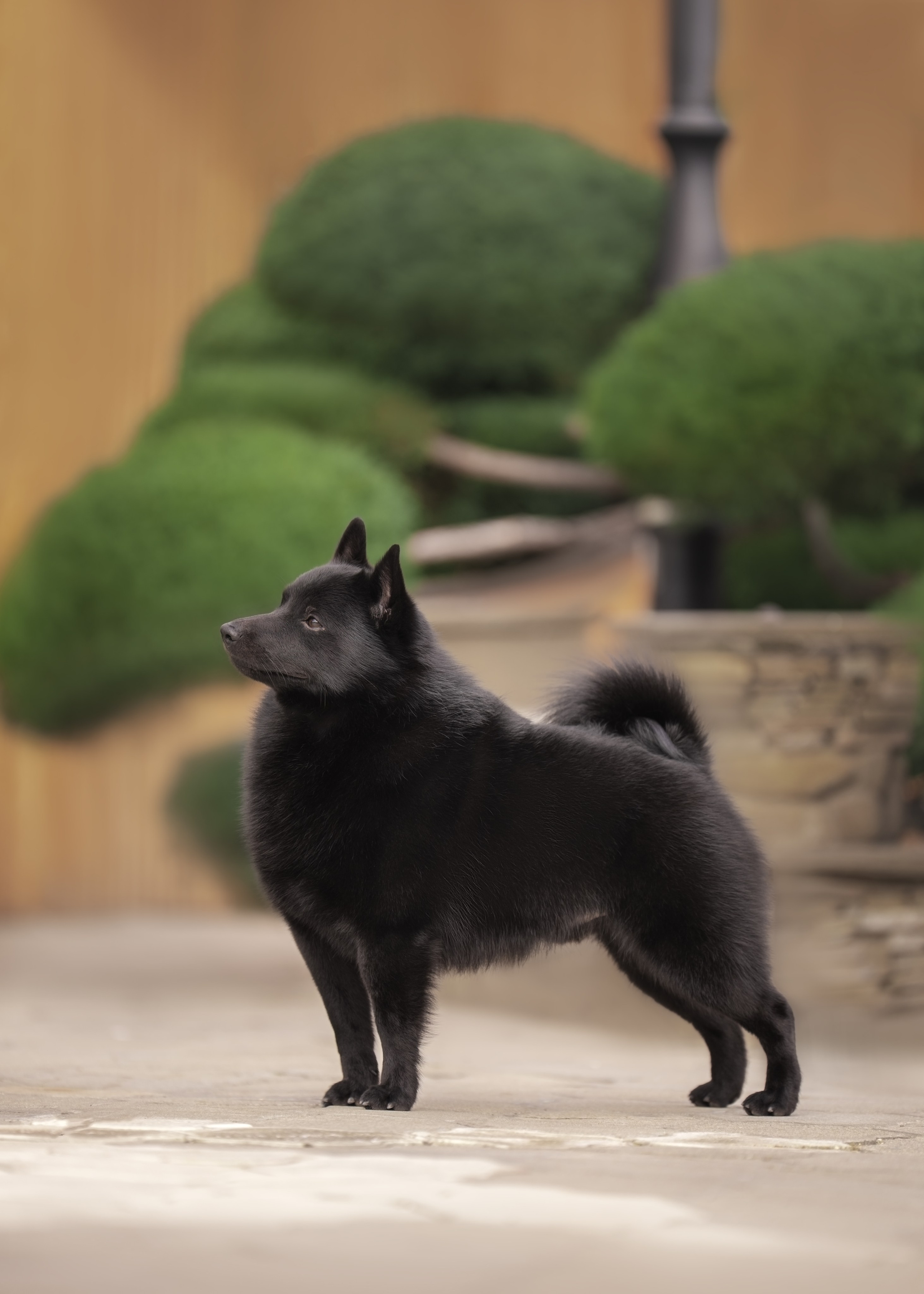 фотограф анималист краснодар