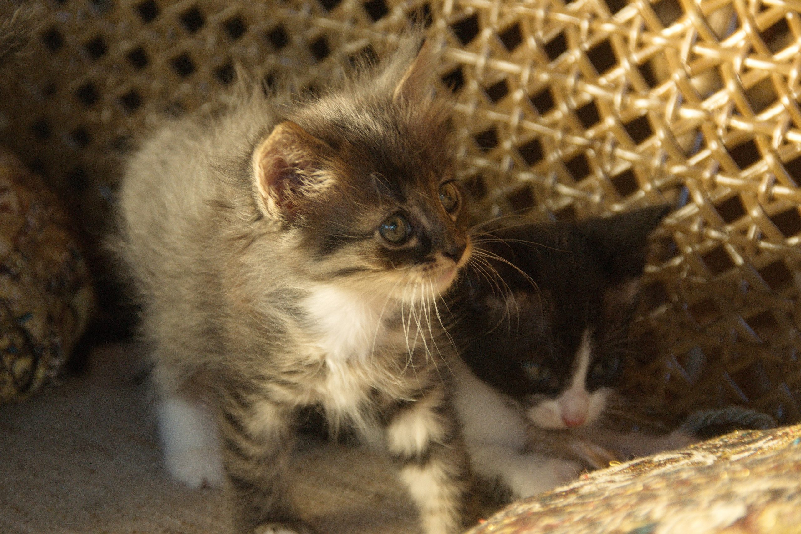 Котята на кушетке. Фотограф Евгений Симохин