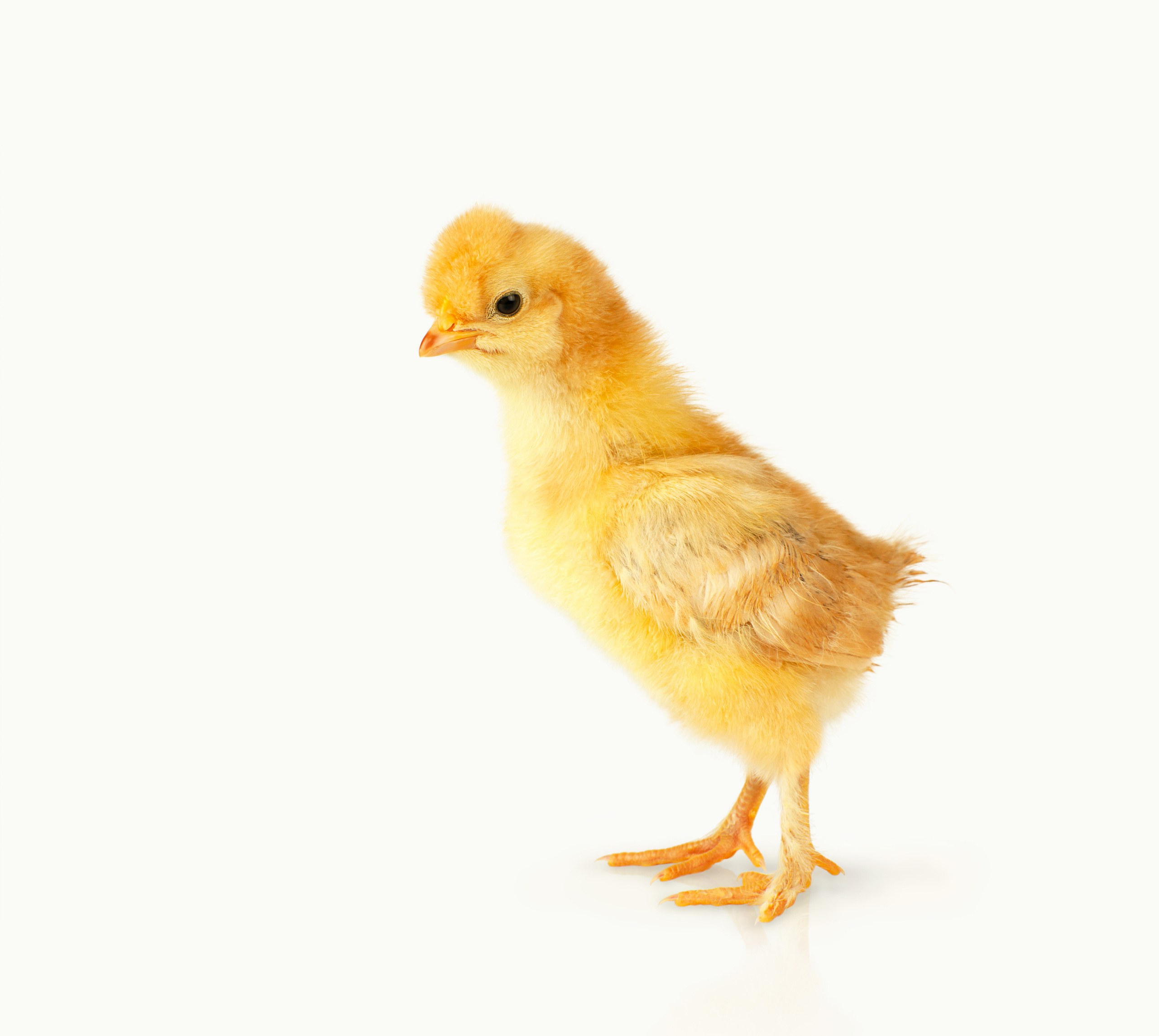 Животные. Семейный и детский фотограф во Владивостоке Ольга Потылицына