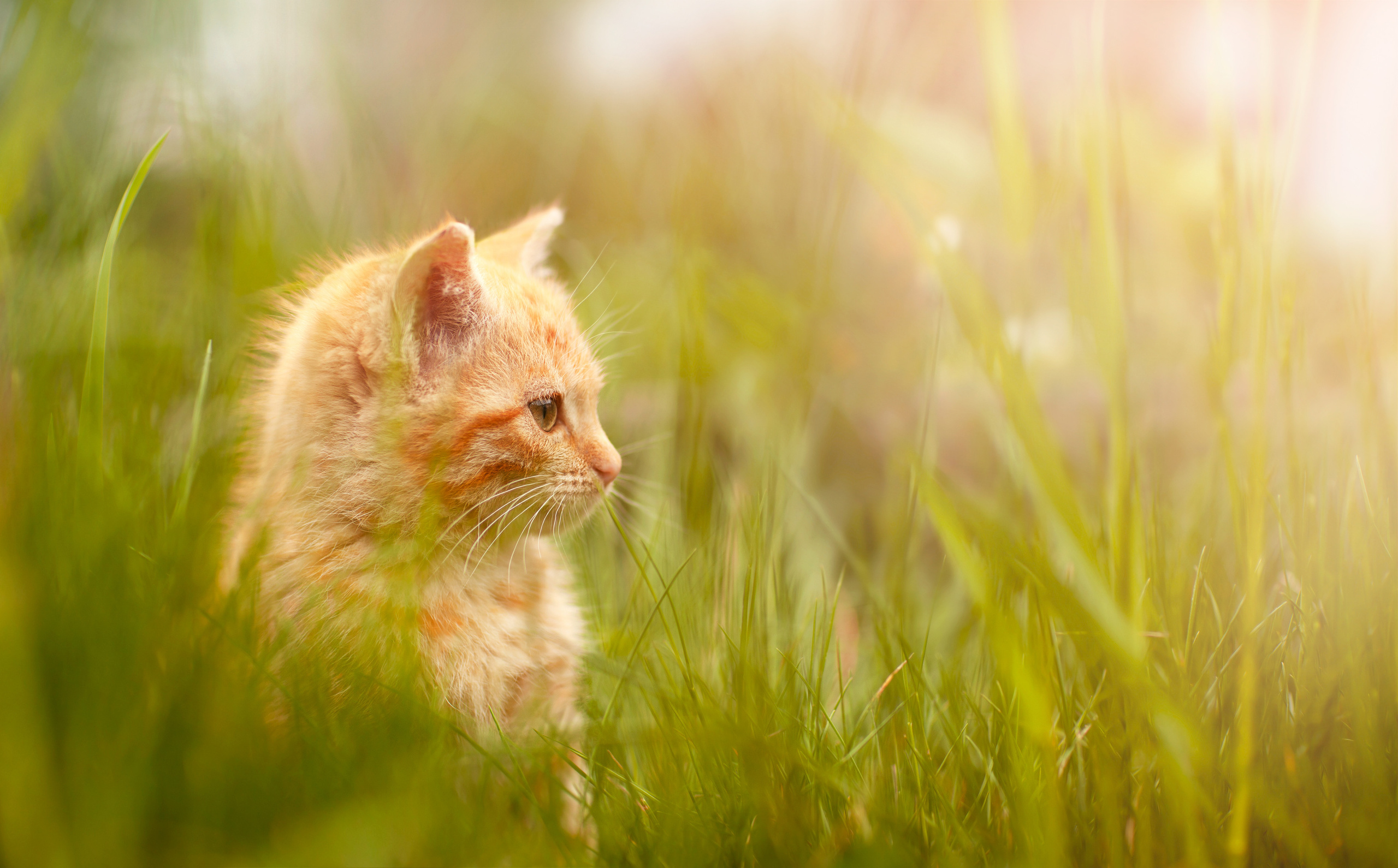 Животные. Семейный и детский фотограф во Владивостоке Ольга Потылицына