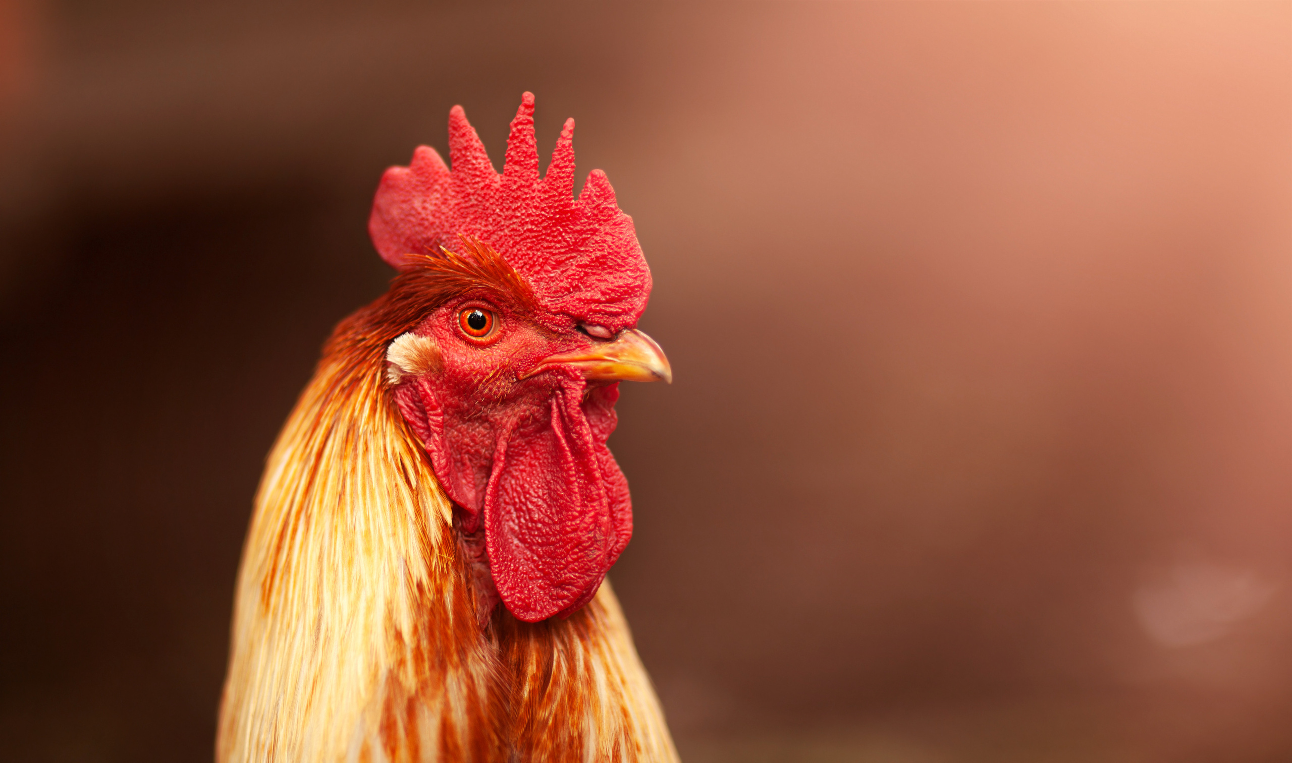 Животные. Семейный и детский фотограф во Владивостоке Ольга Потылицына