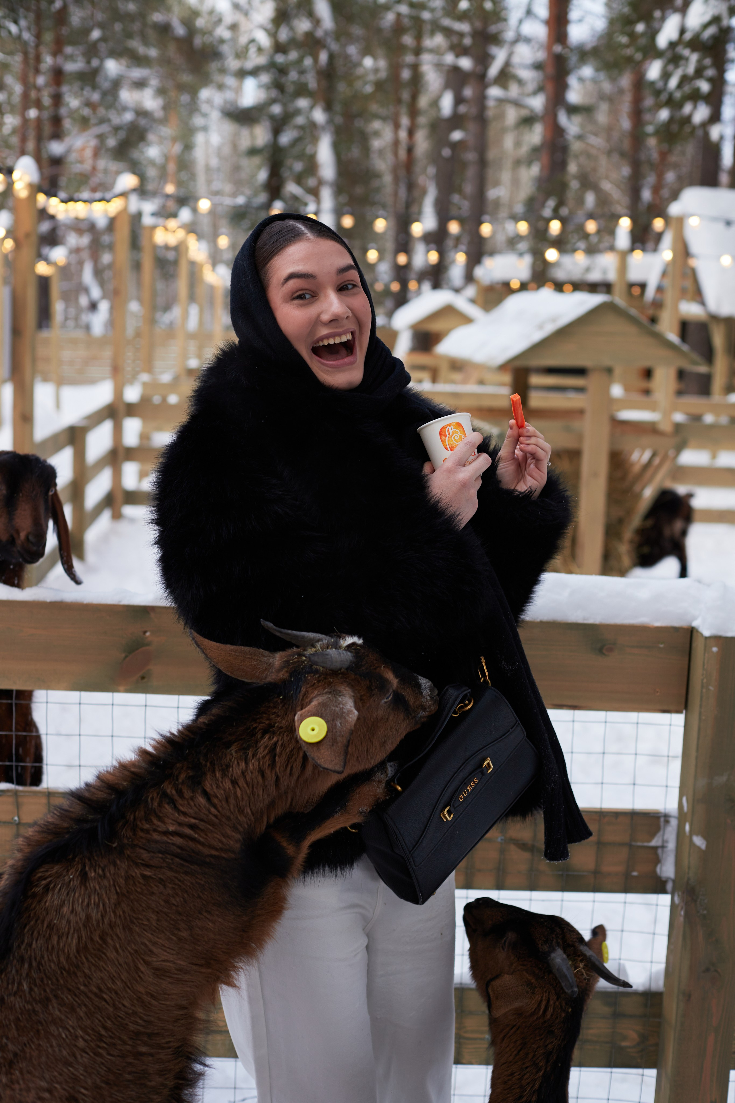 Альпака парк «Симба». Профессиональный фотограф Лилия Галеева