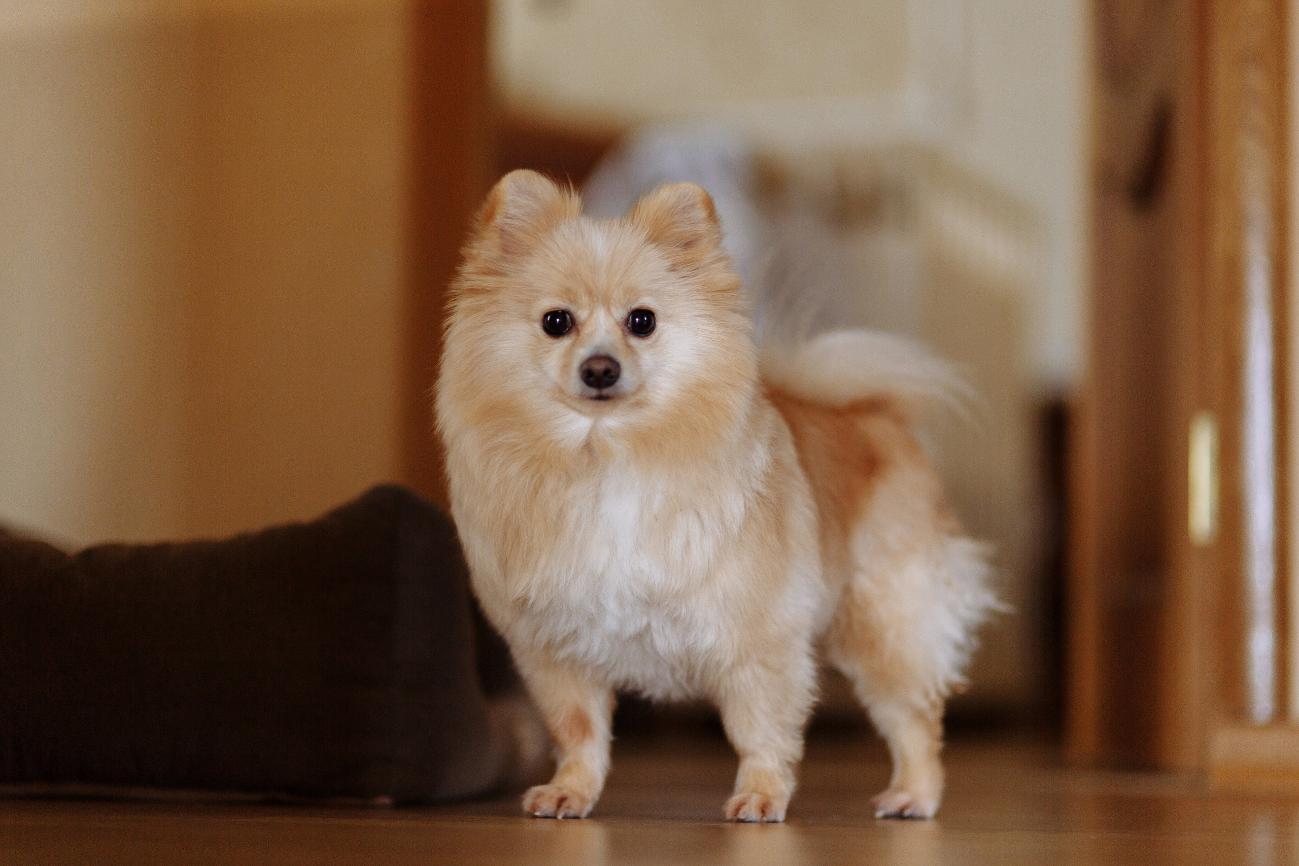 Домашняя новогодняя фотосессия