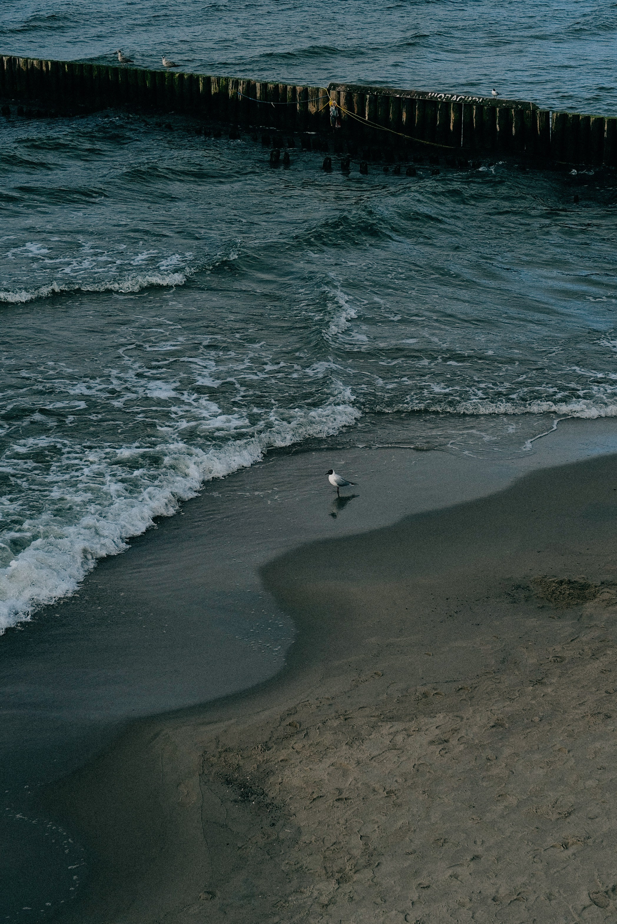 Zelenogradsk. Фотограф София Комкина