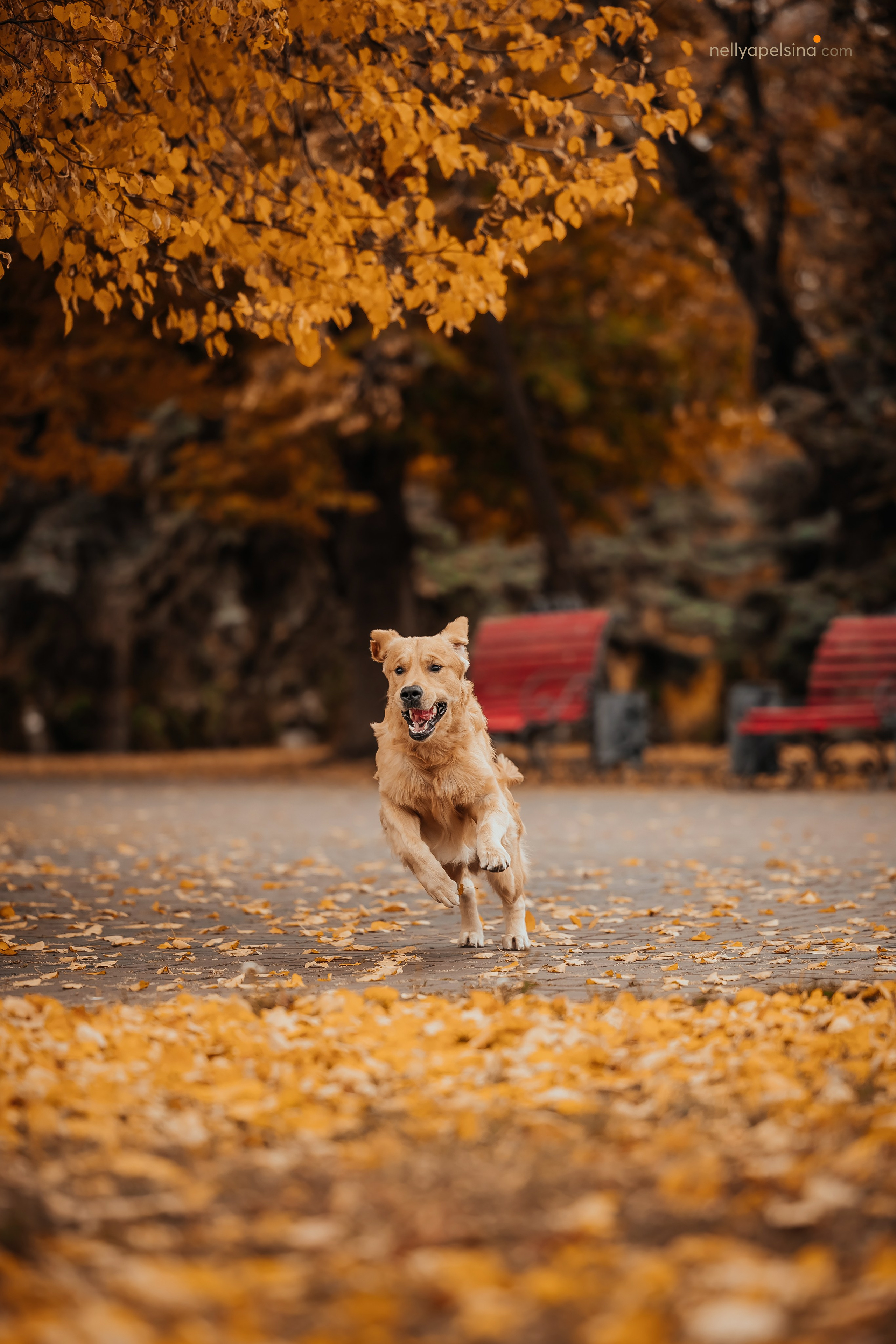 Настя, Дима, Олег и Арчи. Фотограф Нелли Самойлова