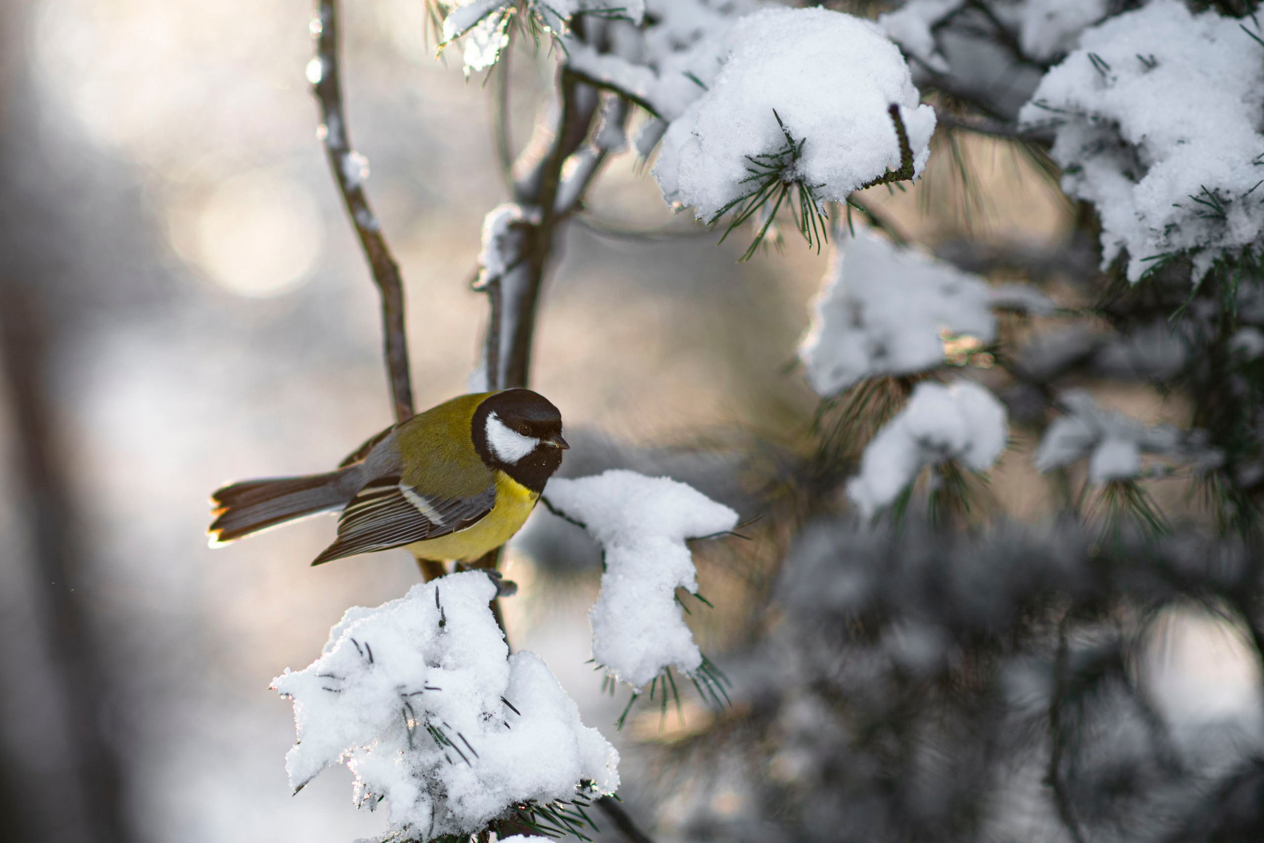 Даниил & Полина