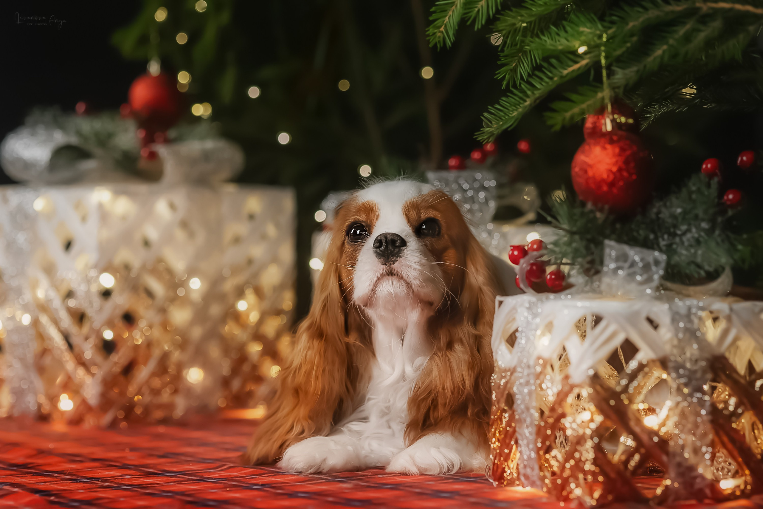 Фотодень_2 2025. Фотограф анималист Аня Ливанова | Рыбинск