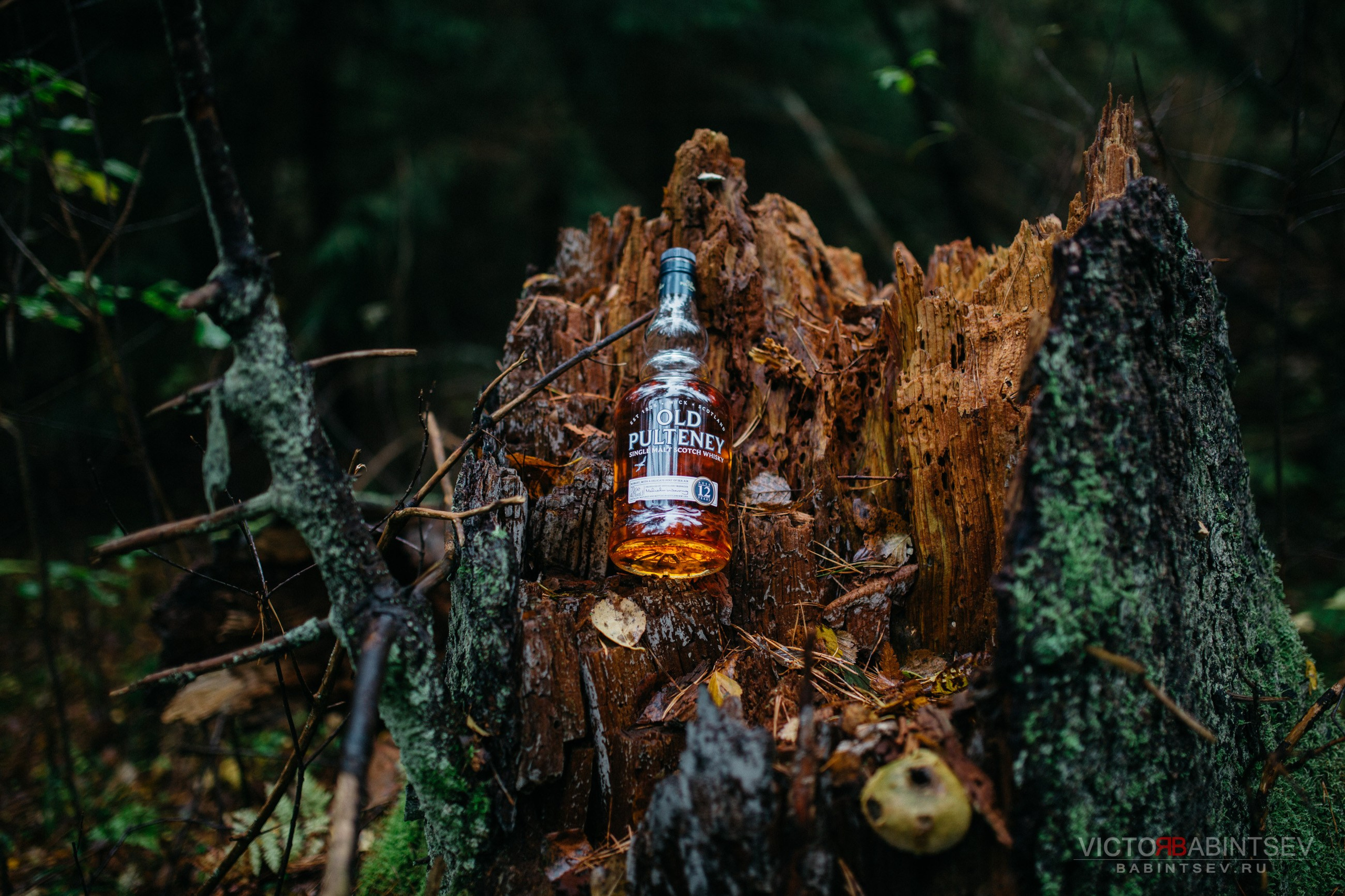 Whisky. Семейный и репортажной фотограф в Красноярске и Москве Виктор Бабинцев