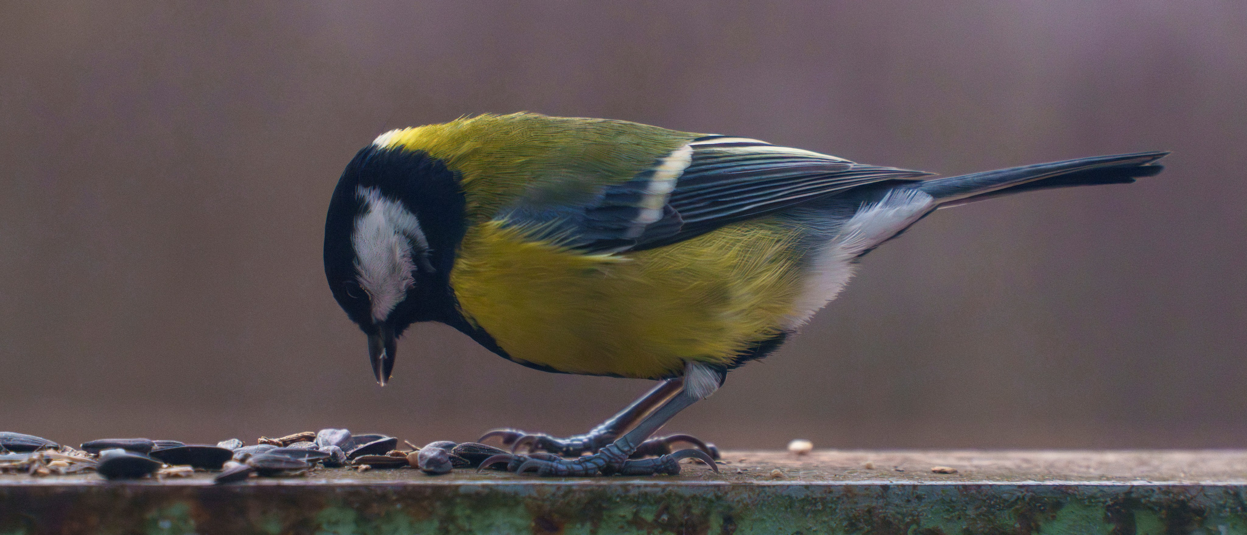 Animals — Животные