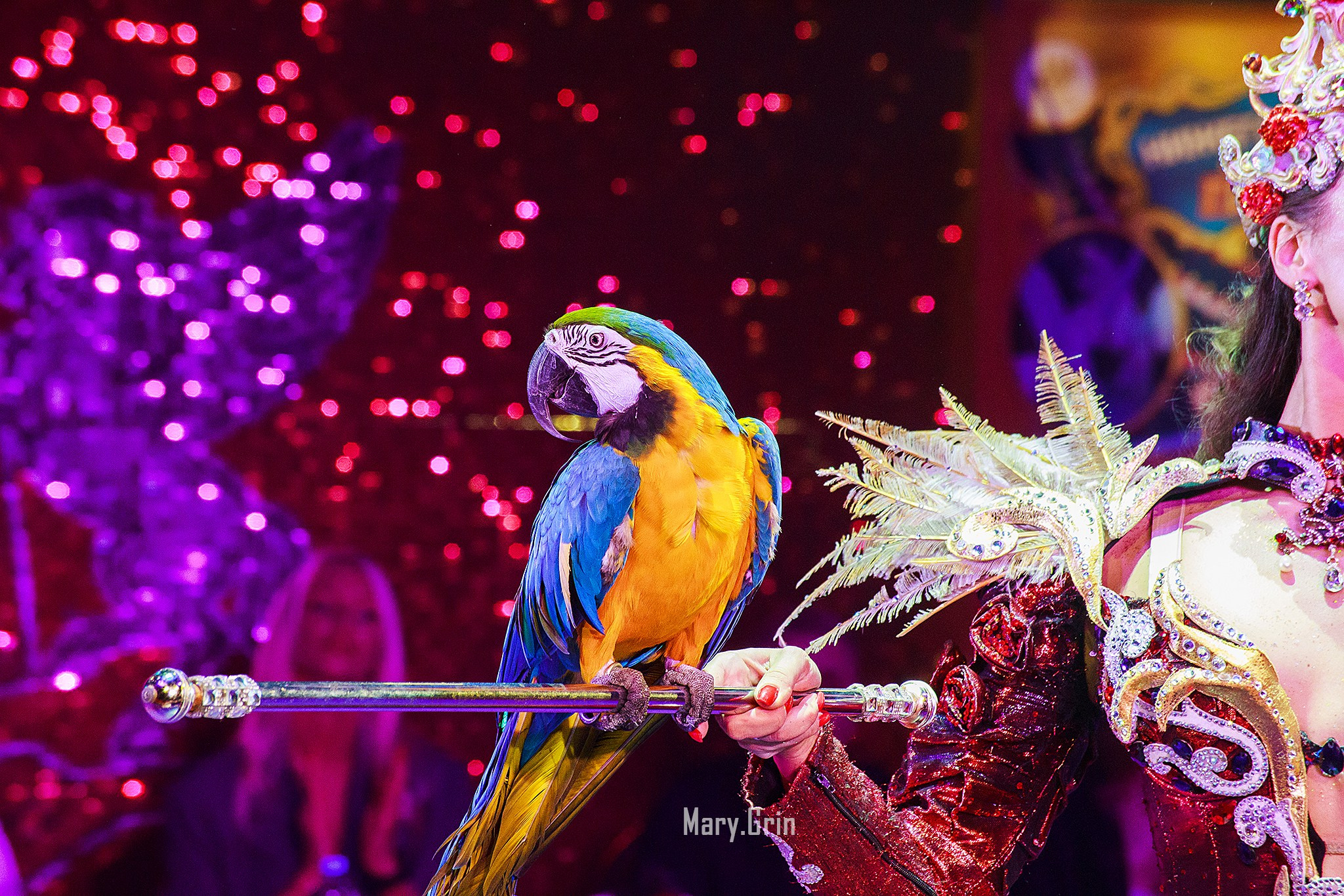 Цирк Гии Эрадзе. Детский и семейный фотограф, фотограф мероприятий Нижний Новгород