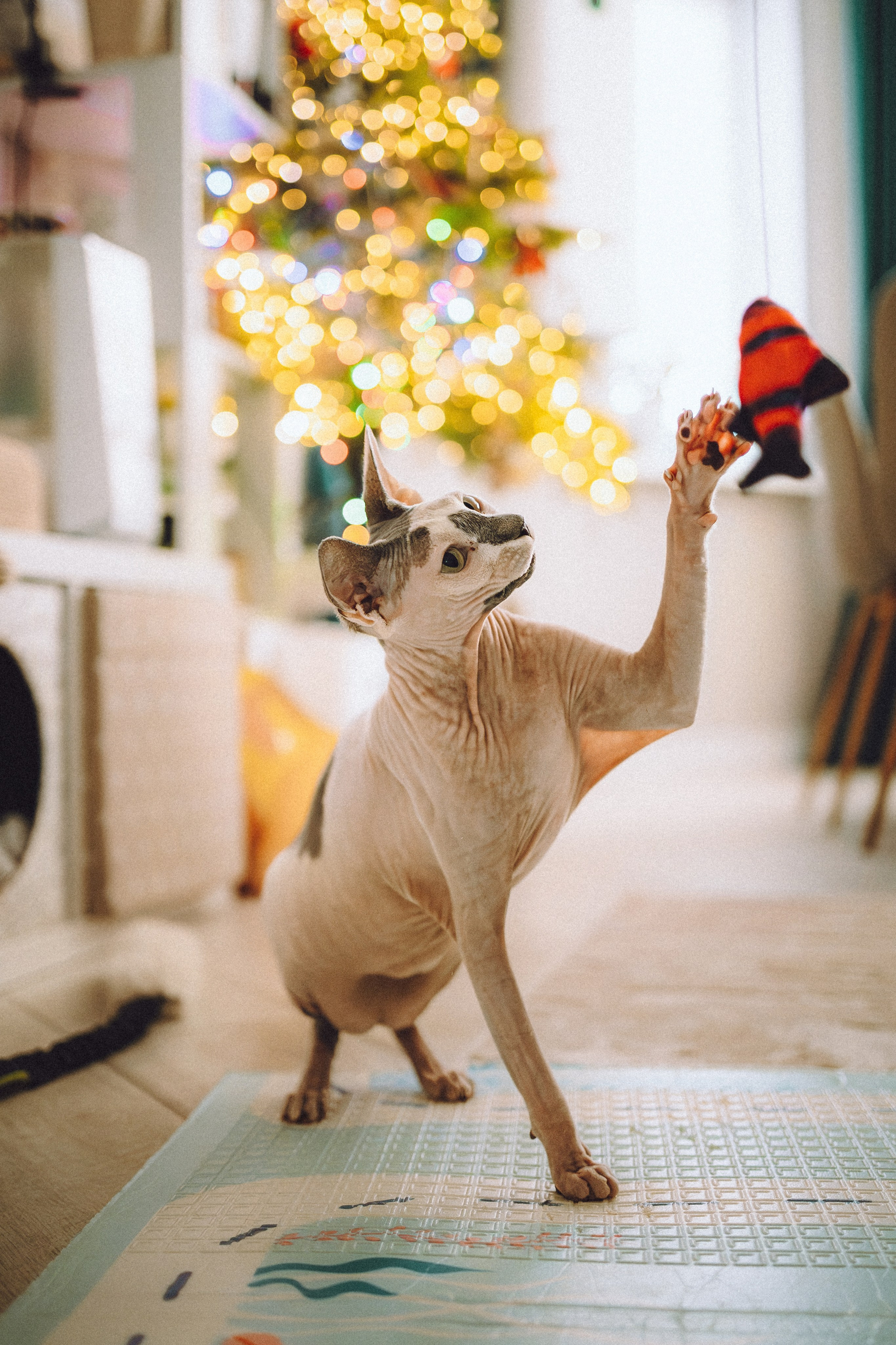 Топик и его семья