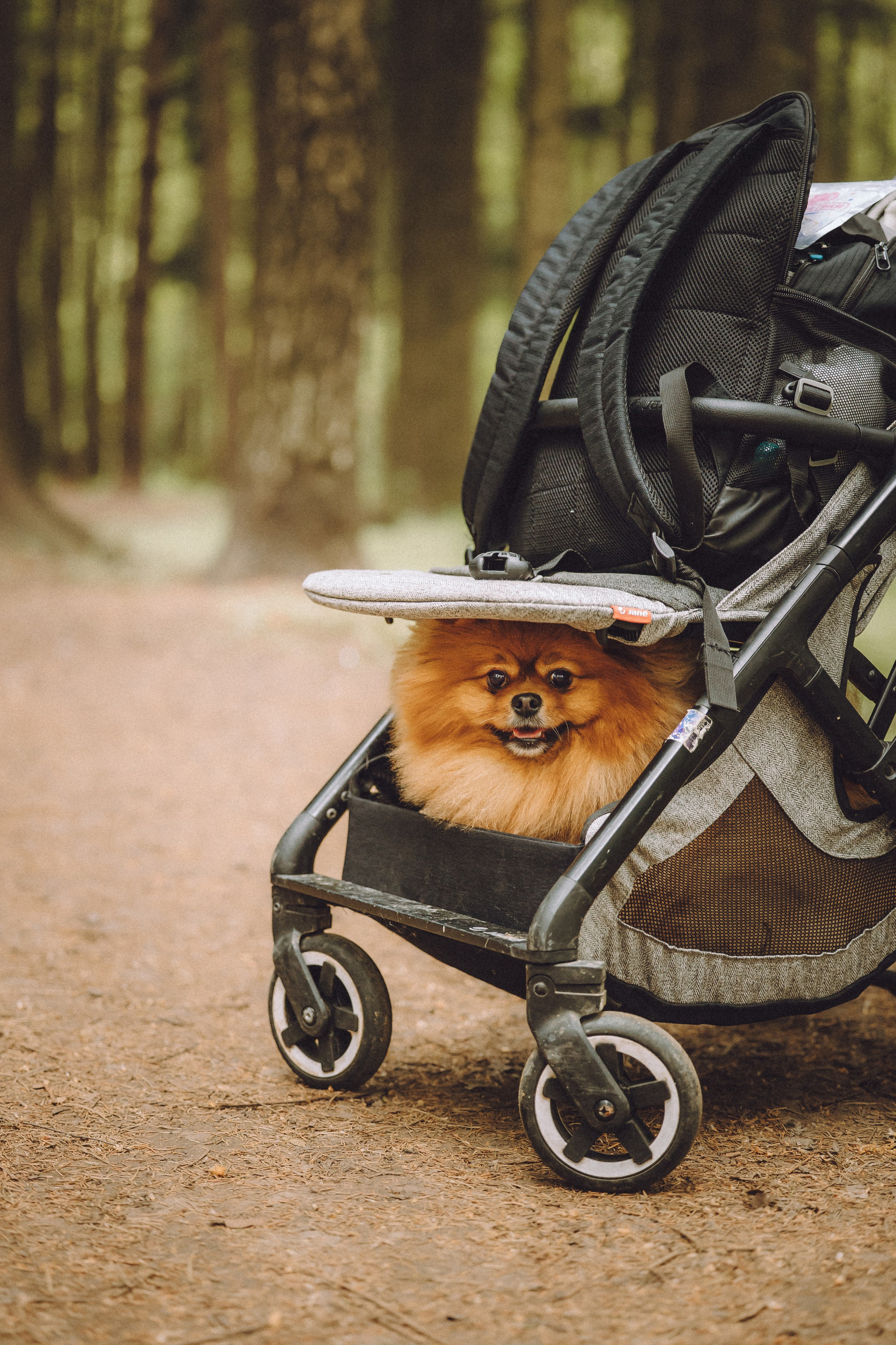 Лорик и его семья