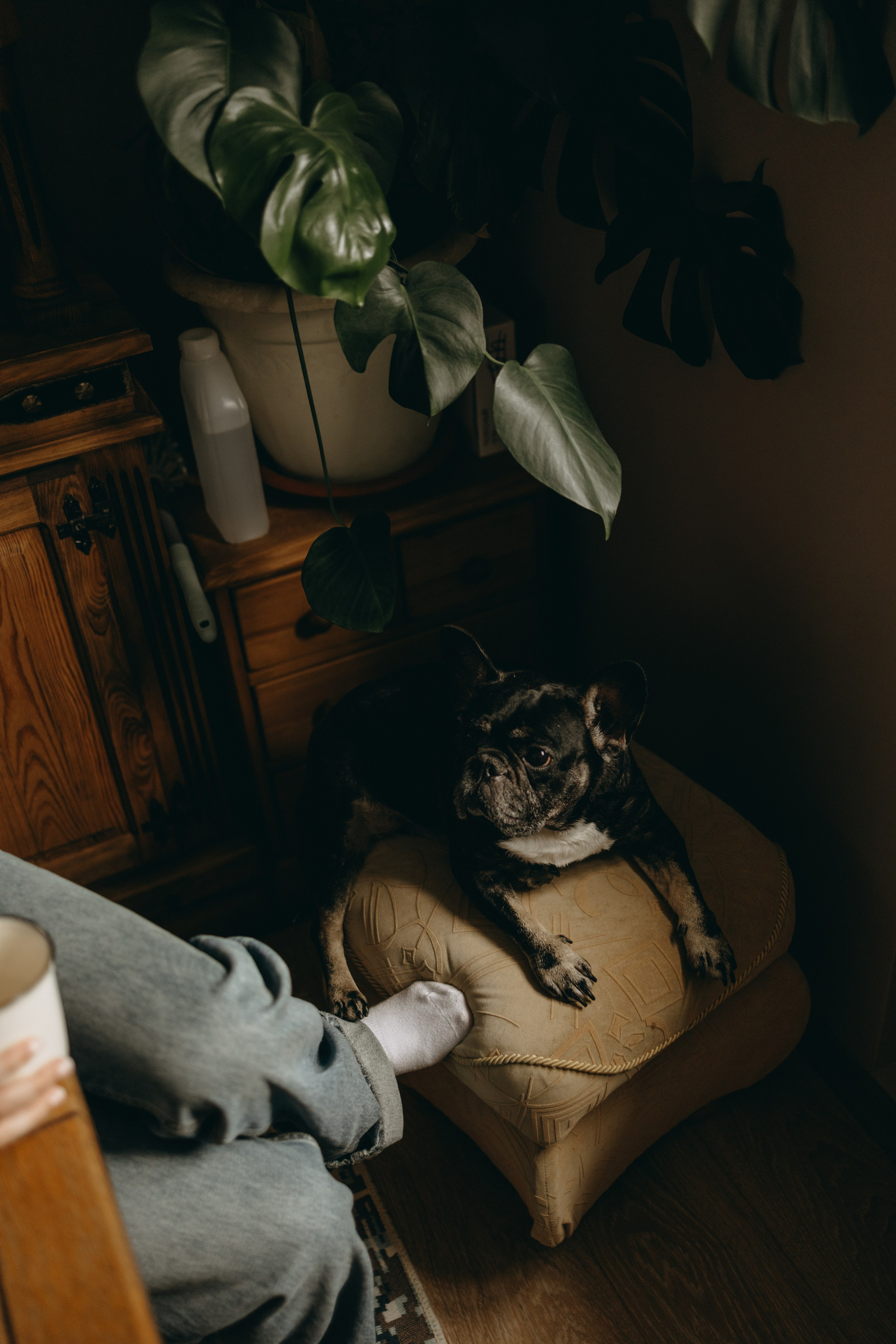 Софа и ее хвостики. Фотограф — Анималист | Санкт-Петербург