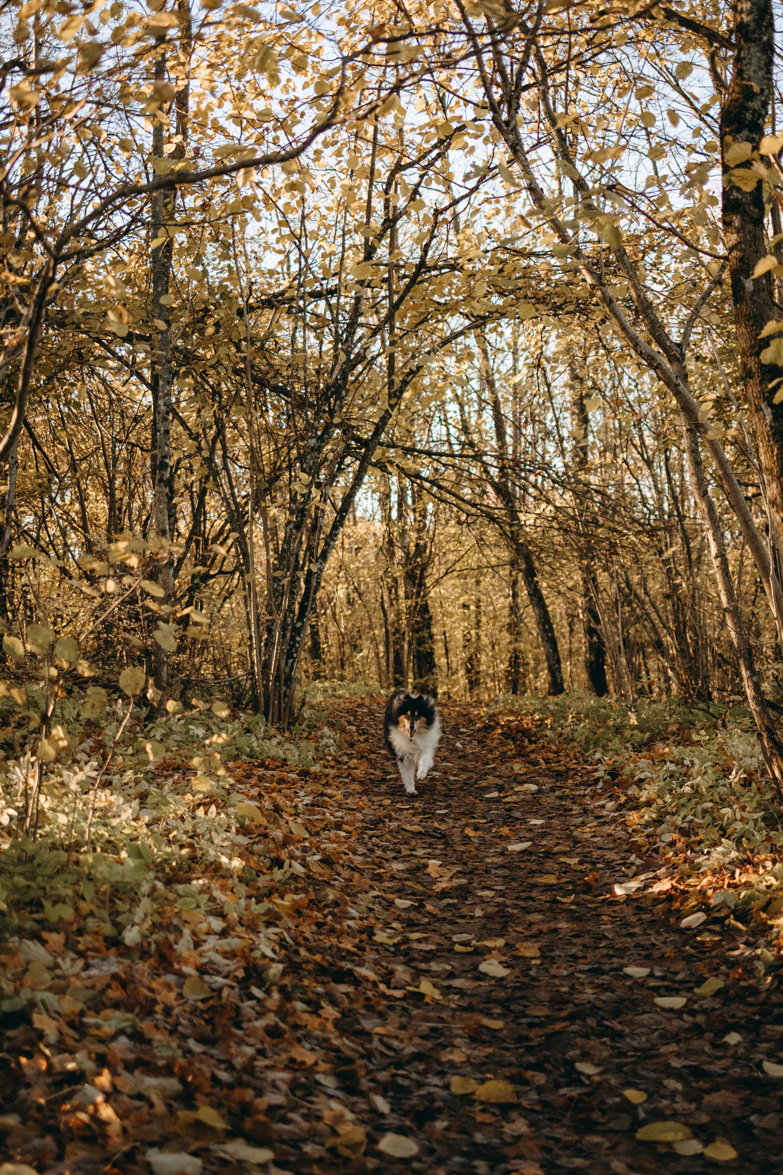 Ия и Барт. Фотограф — Анималист | Санкт-Петербург