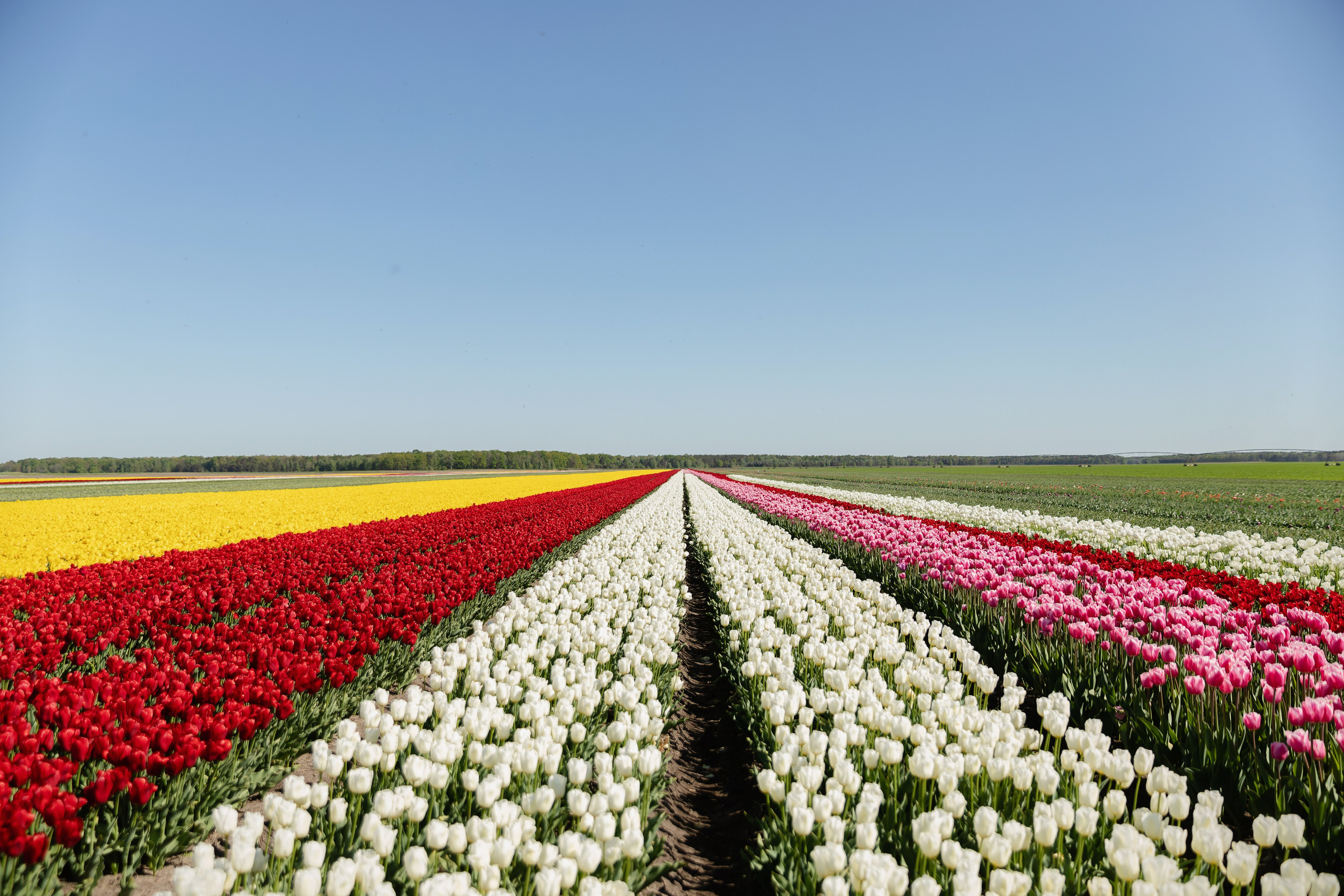 Фотографии с тюльпановых полей Пинск. Репортажный и свадебный фотограф в Минске Шамко Анатолий