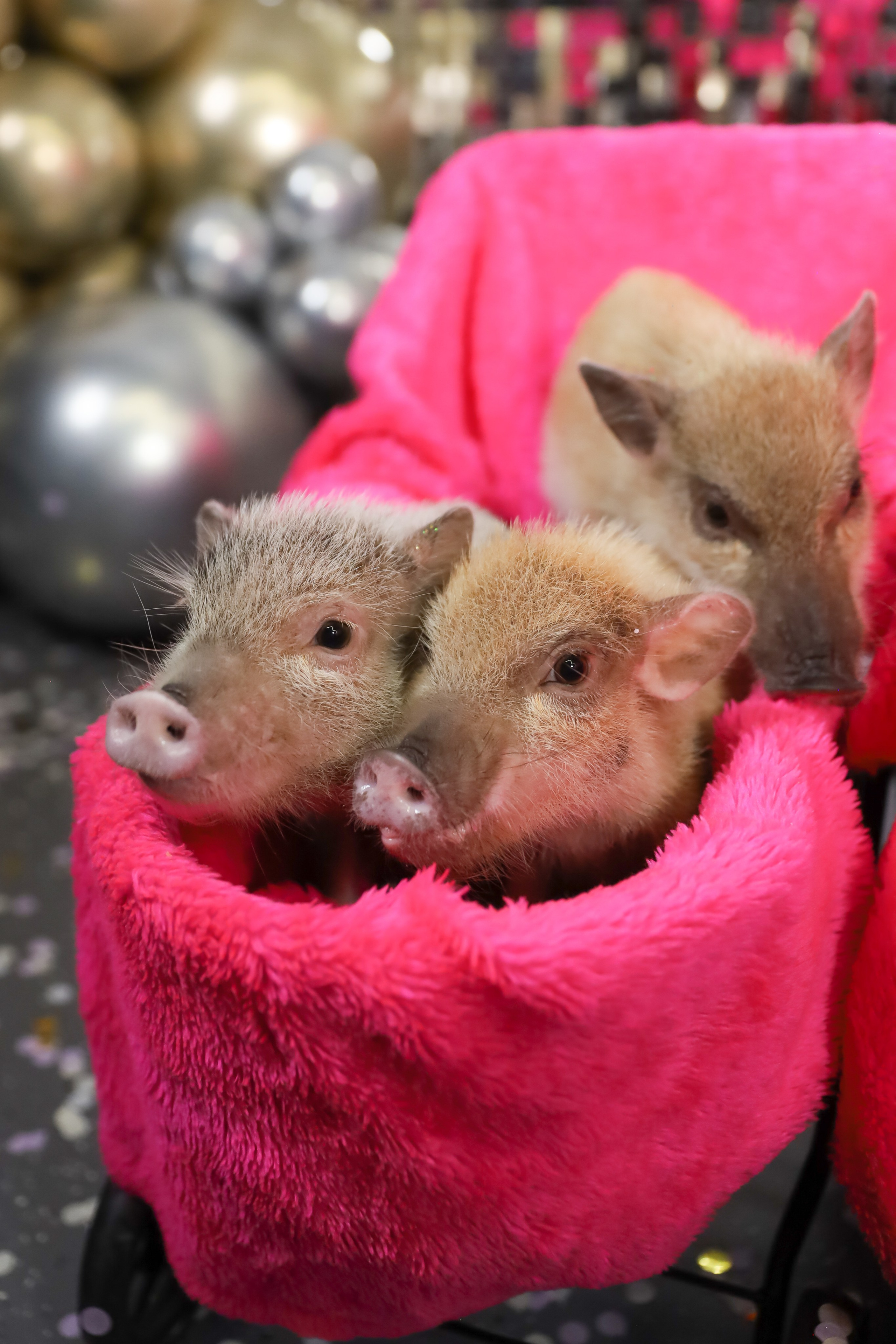 ДЕНЬ РОЖДЕНИЯ ЕВЫ В КРБ. Фотограф мероприятий Ирина Каширина