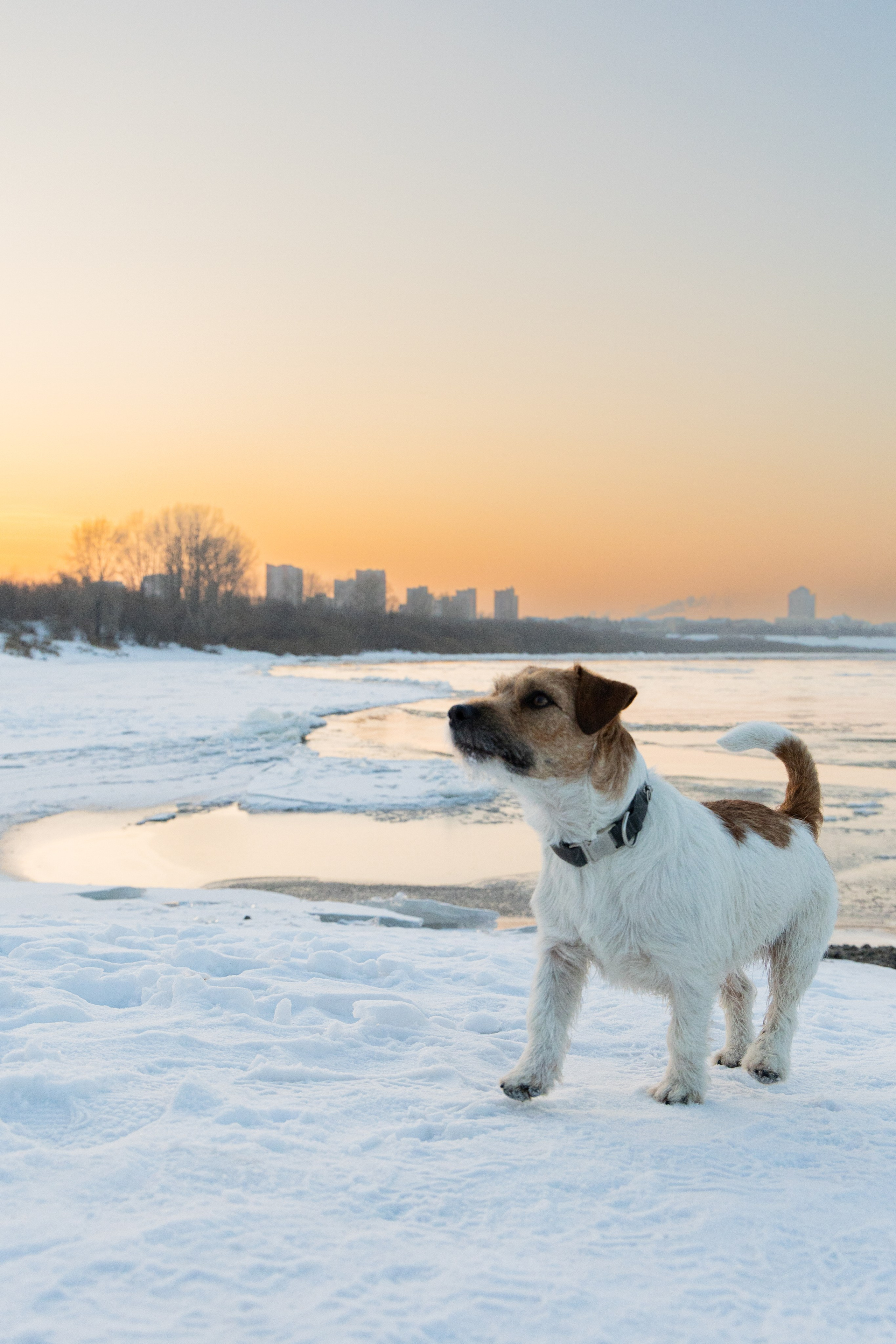 Фотосъёмка животных. Профессиональная коммерческая, промышленная и репортажная фотосъёмка для бизнеса