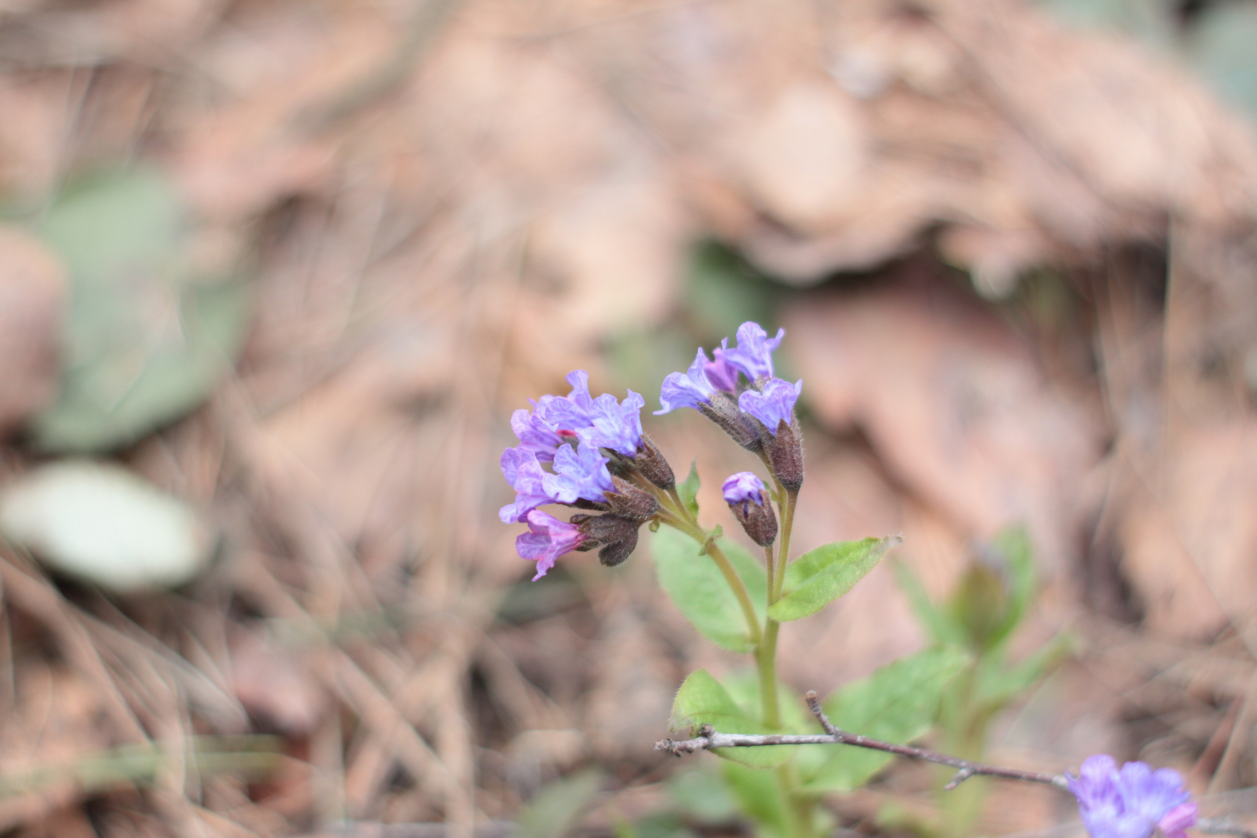 Старое природное, отбирала Katamount (Катерина Горохова). Главная