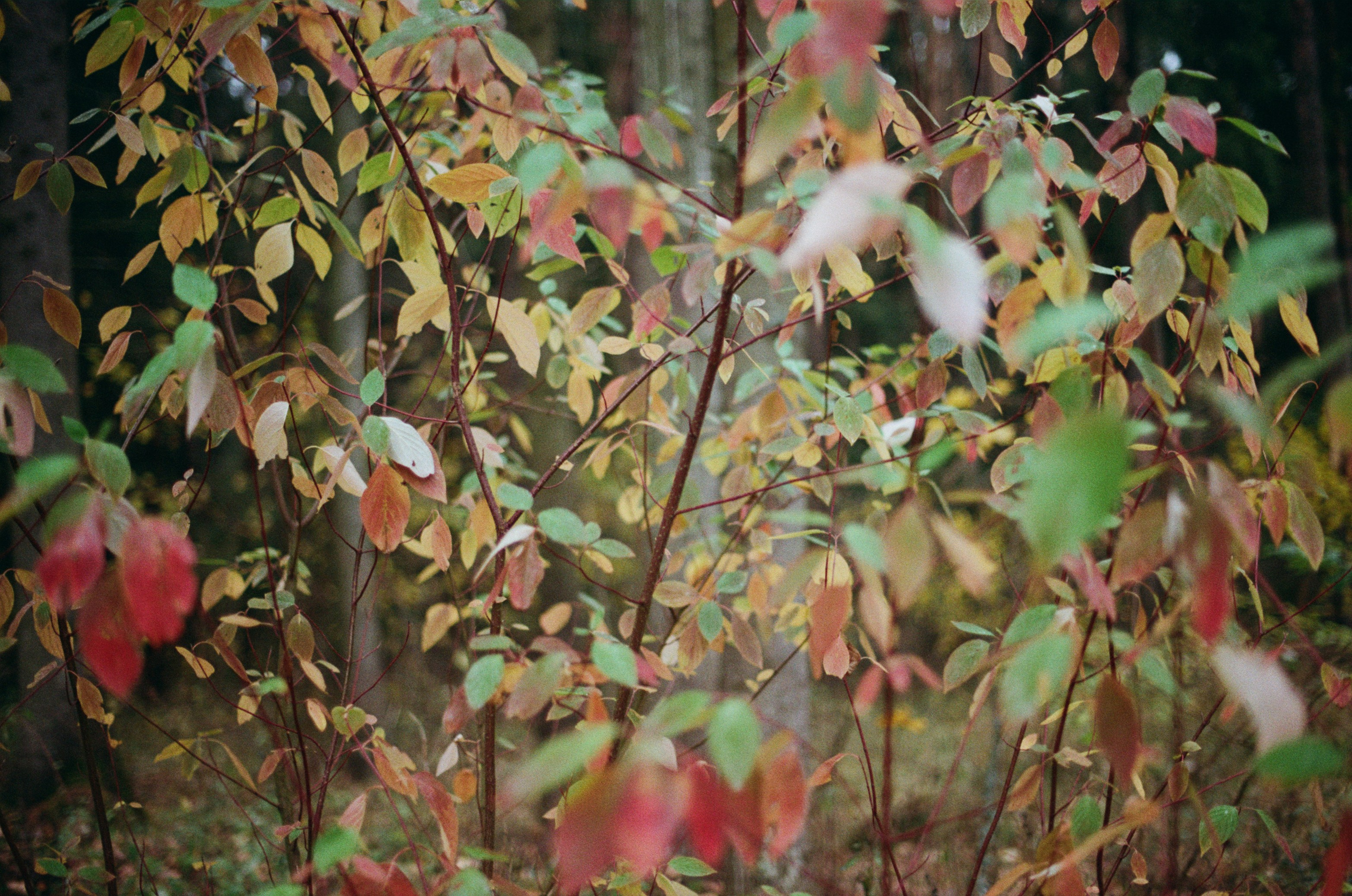 Golden brown. EVER EXPOSED