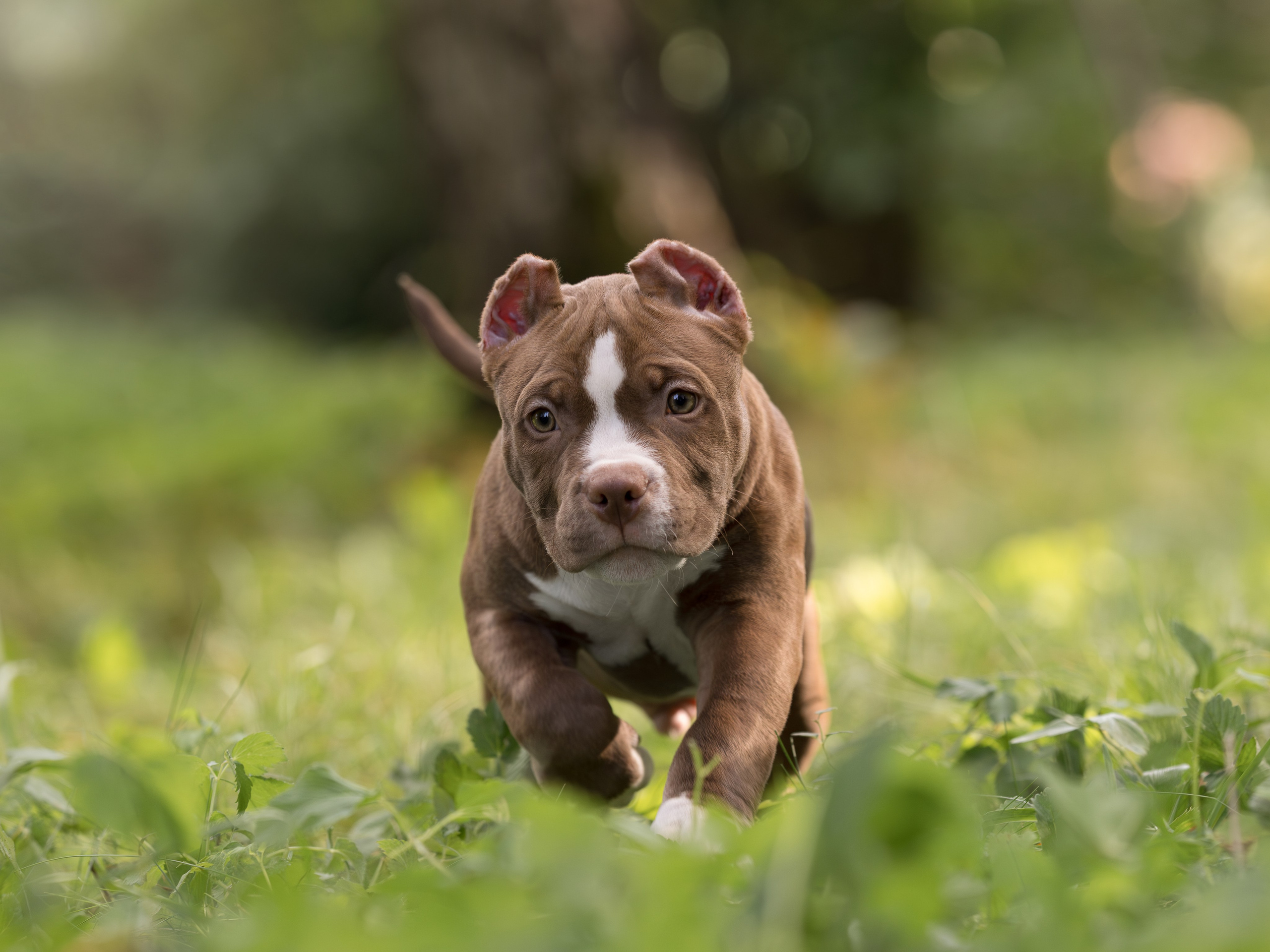 Американские булли (на природе). Фотограф-анималист в Москве, МО и Владимире