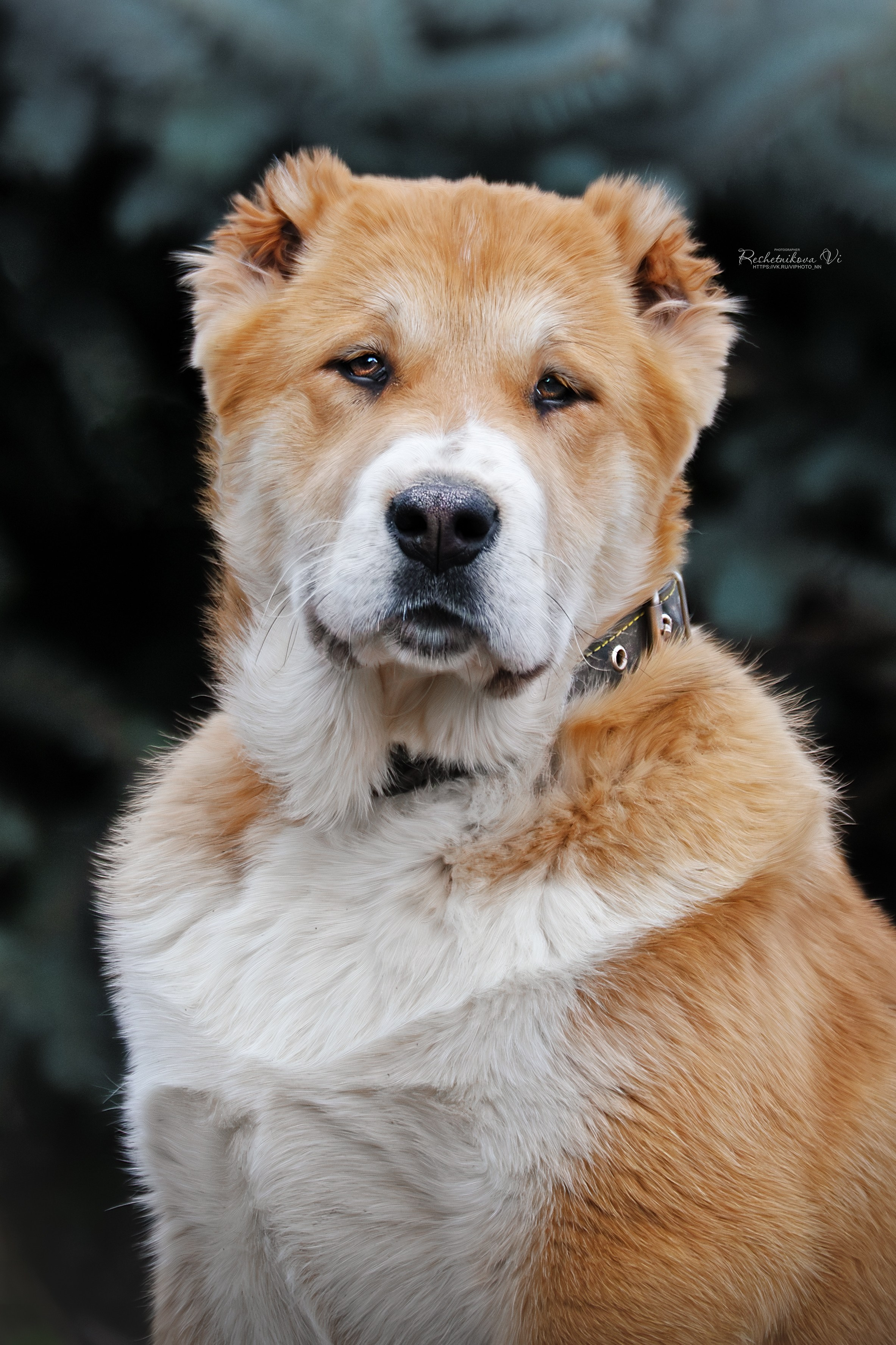Собаки. Фотограф-анималист Нижний Новгород