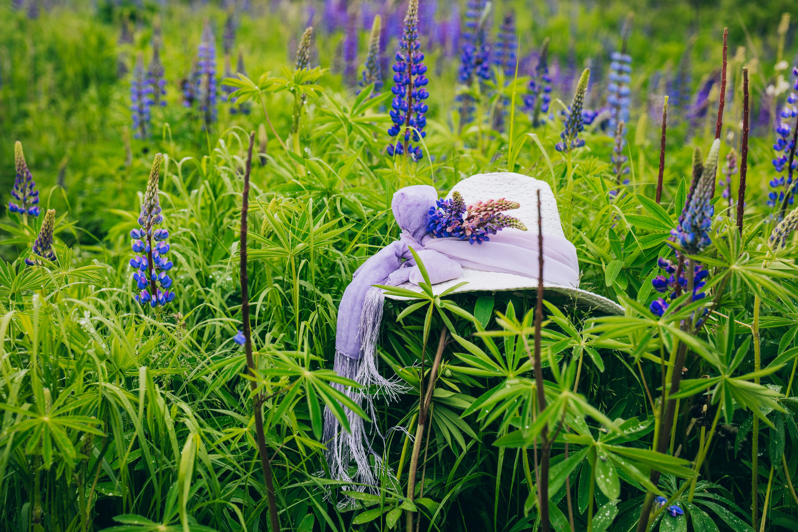 Люпины. Фотограф Александра Кузуб Санкт-Петербург