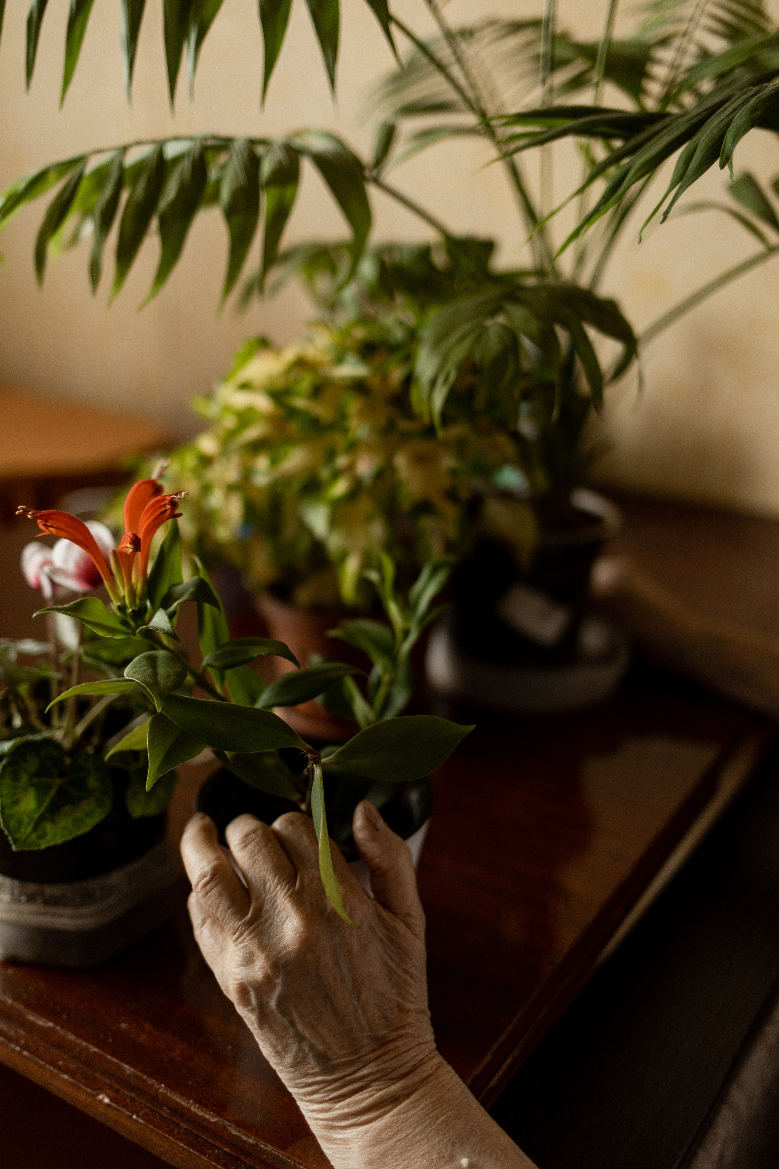В гостях у прабабушки. Семейный фотограф Челябинск