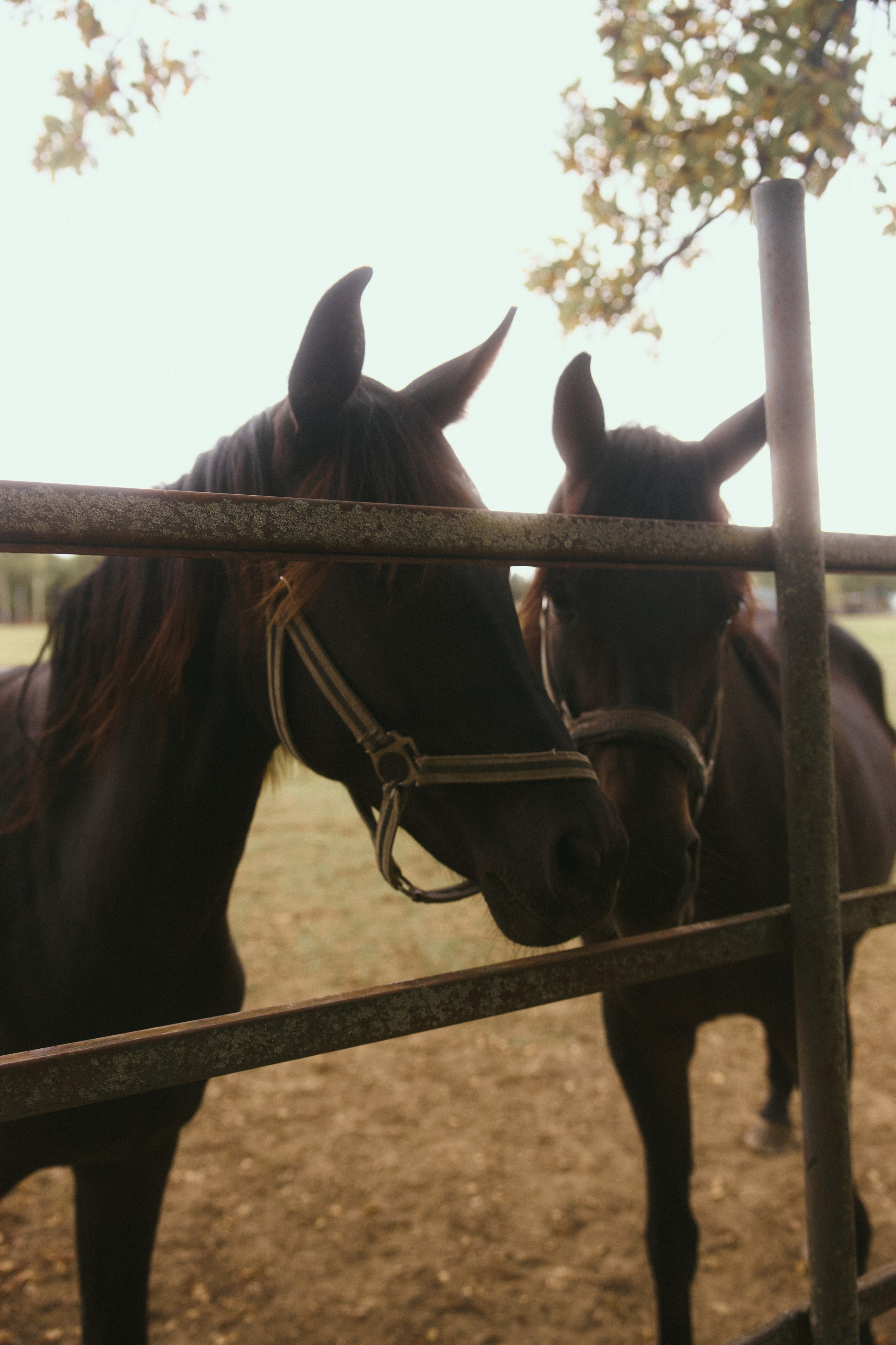 Дима + Юля + Гриша + Ариша. Семейный и детский фотограф Юлия Шох