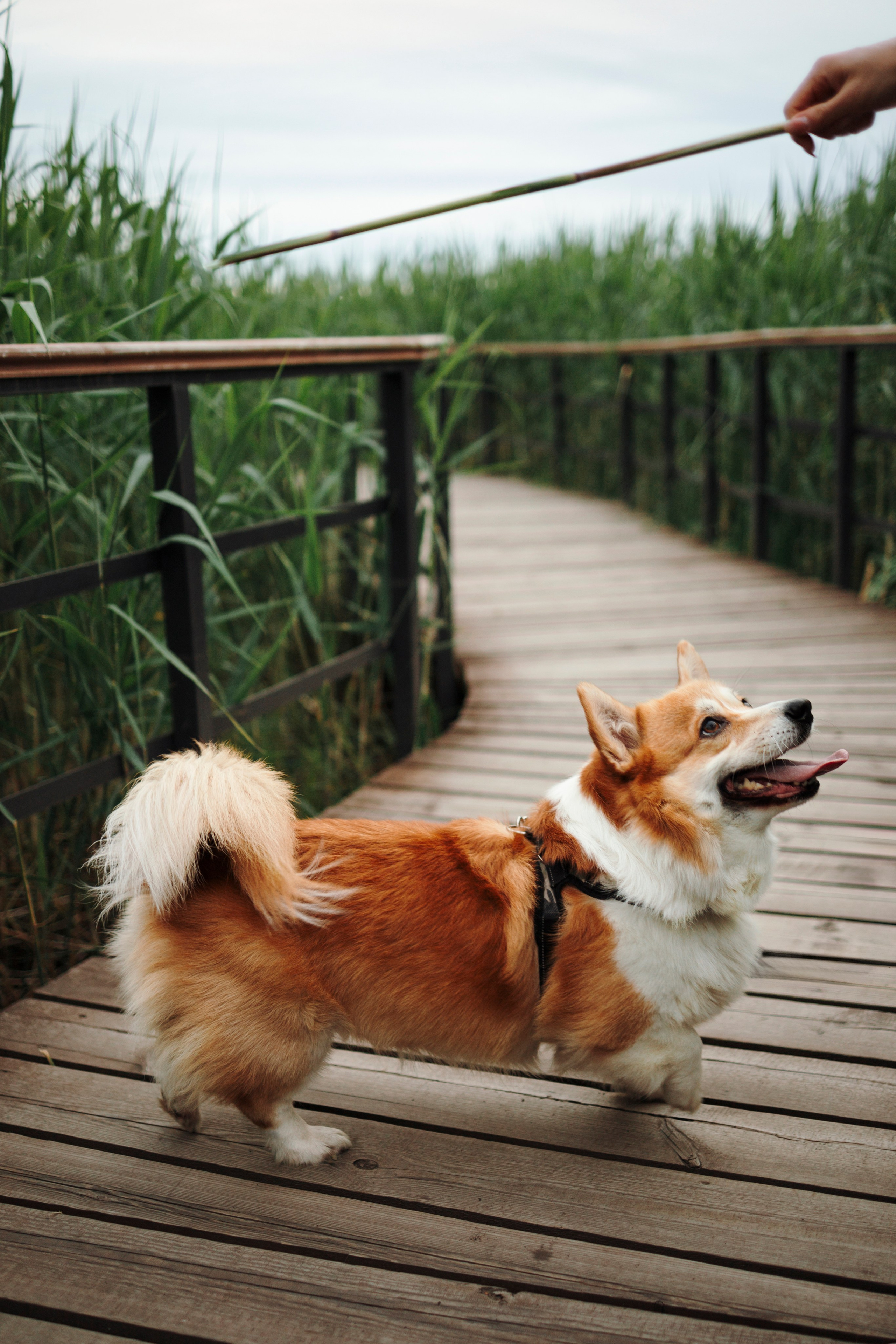 Даша и корги Рудик. Фотограф-анималист в Санкт-Петеребурге Титова Алиса