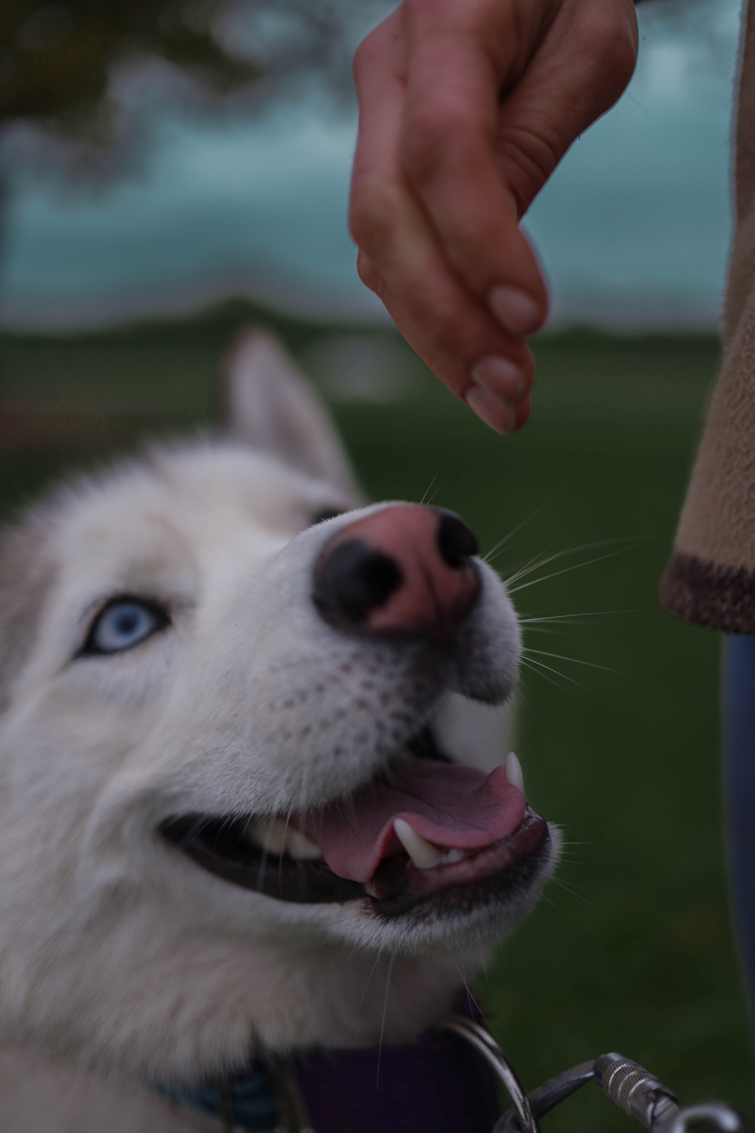 Шанти и Катя. Фотограф-анималист в Санкт-Петеребурге Титова Алиса