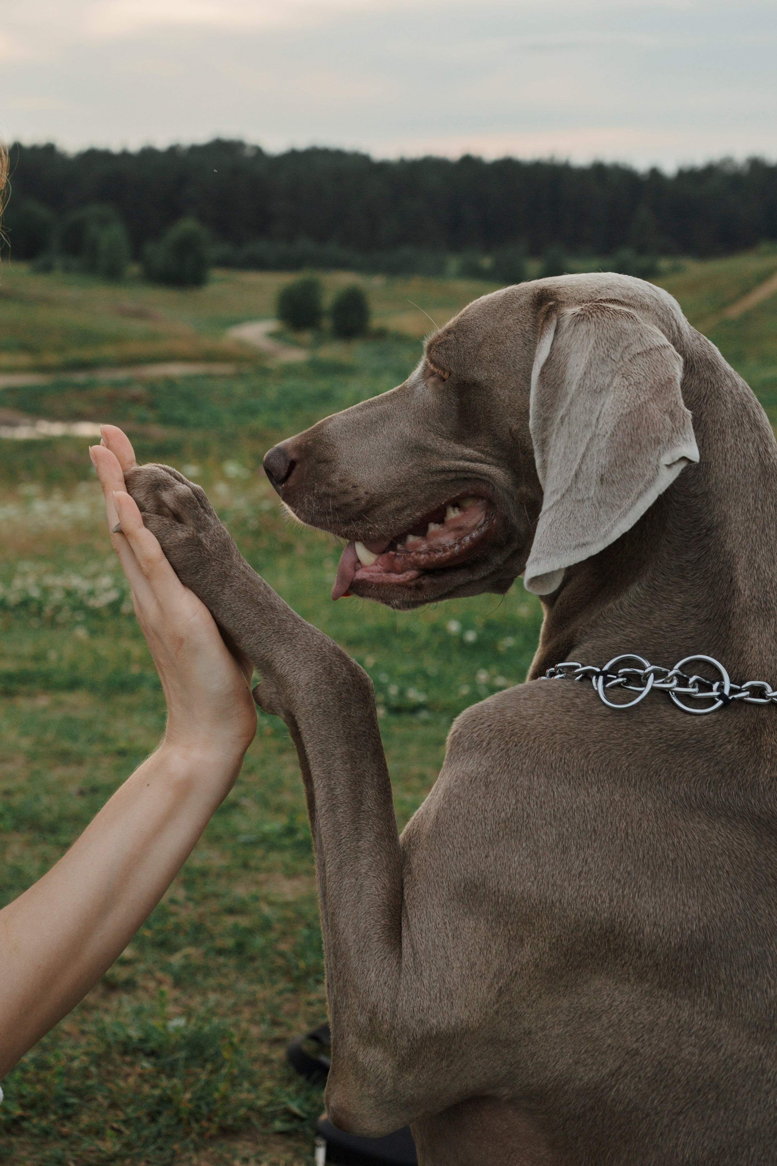 Маргарита и веймаранеры. Фотограф-анималист в Санкт-Петеребурге Титова Алиса