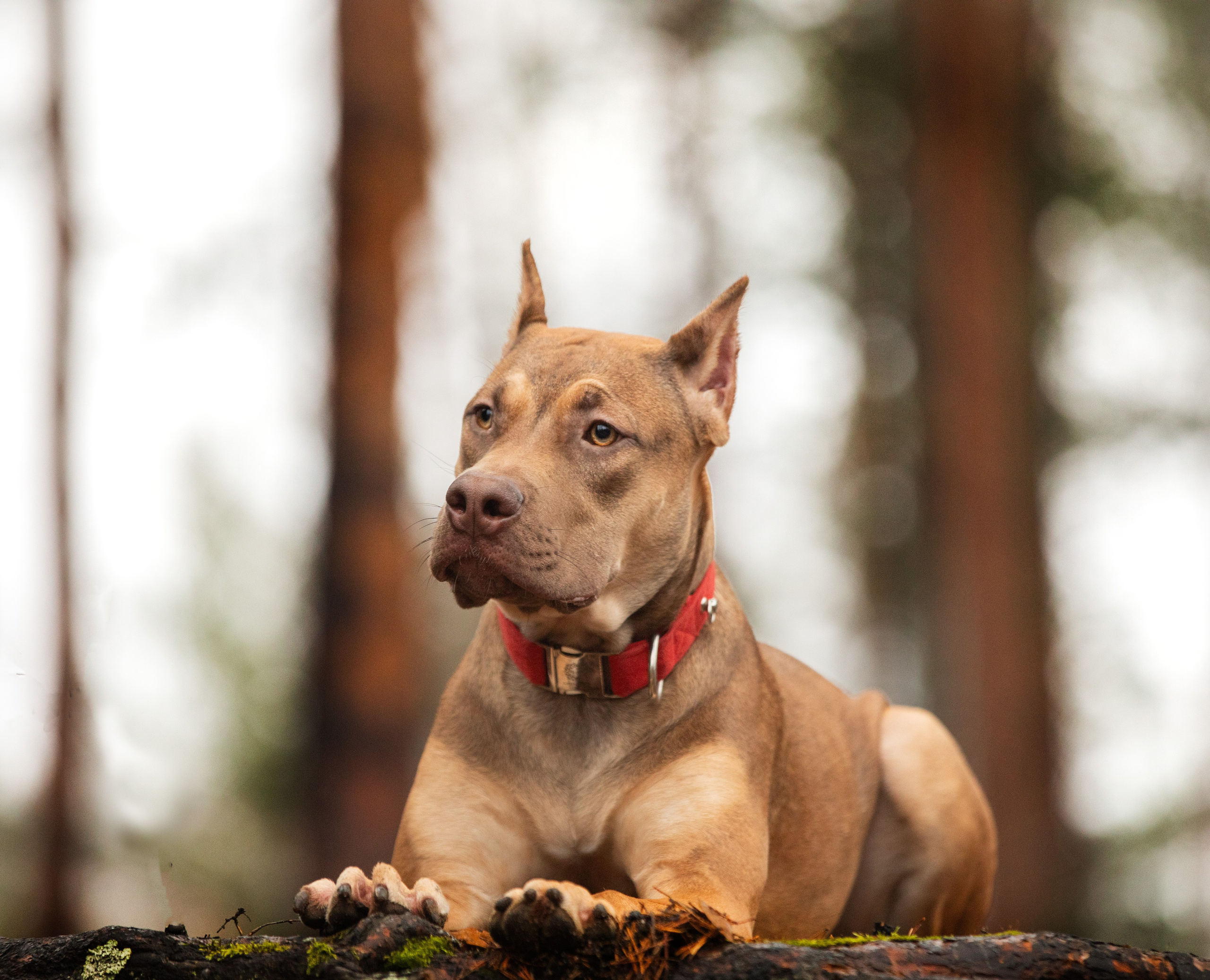 Прогулочные фотосъёмки лес, поле. Фотограф-анималист Павлова Любовь