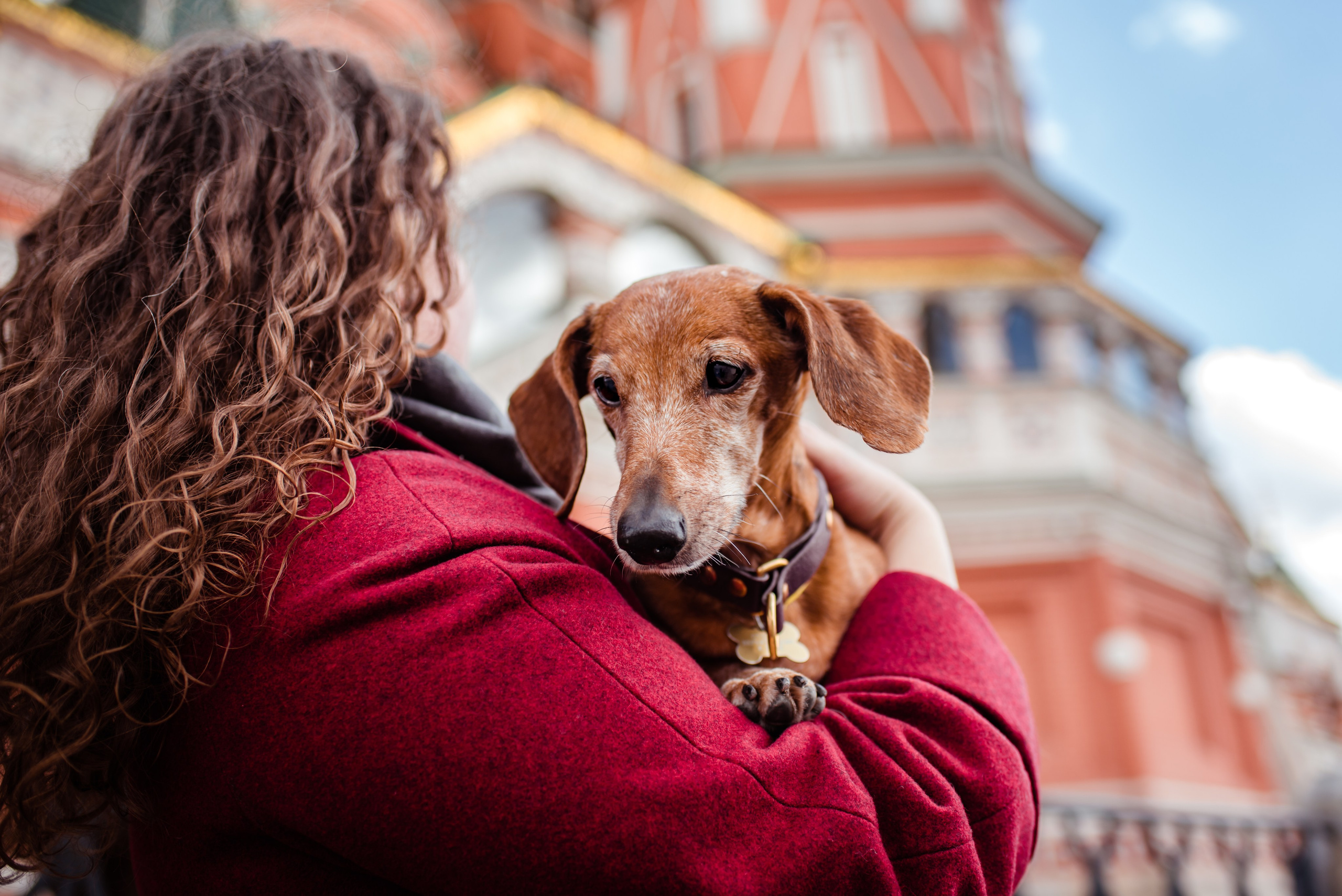 Таксы на Красной площади. Семейный Фотограф в Москве Ирина Хохлова